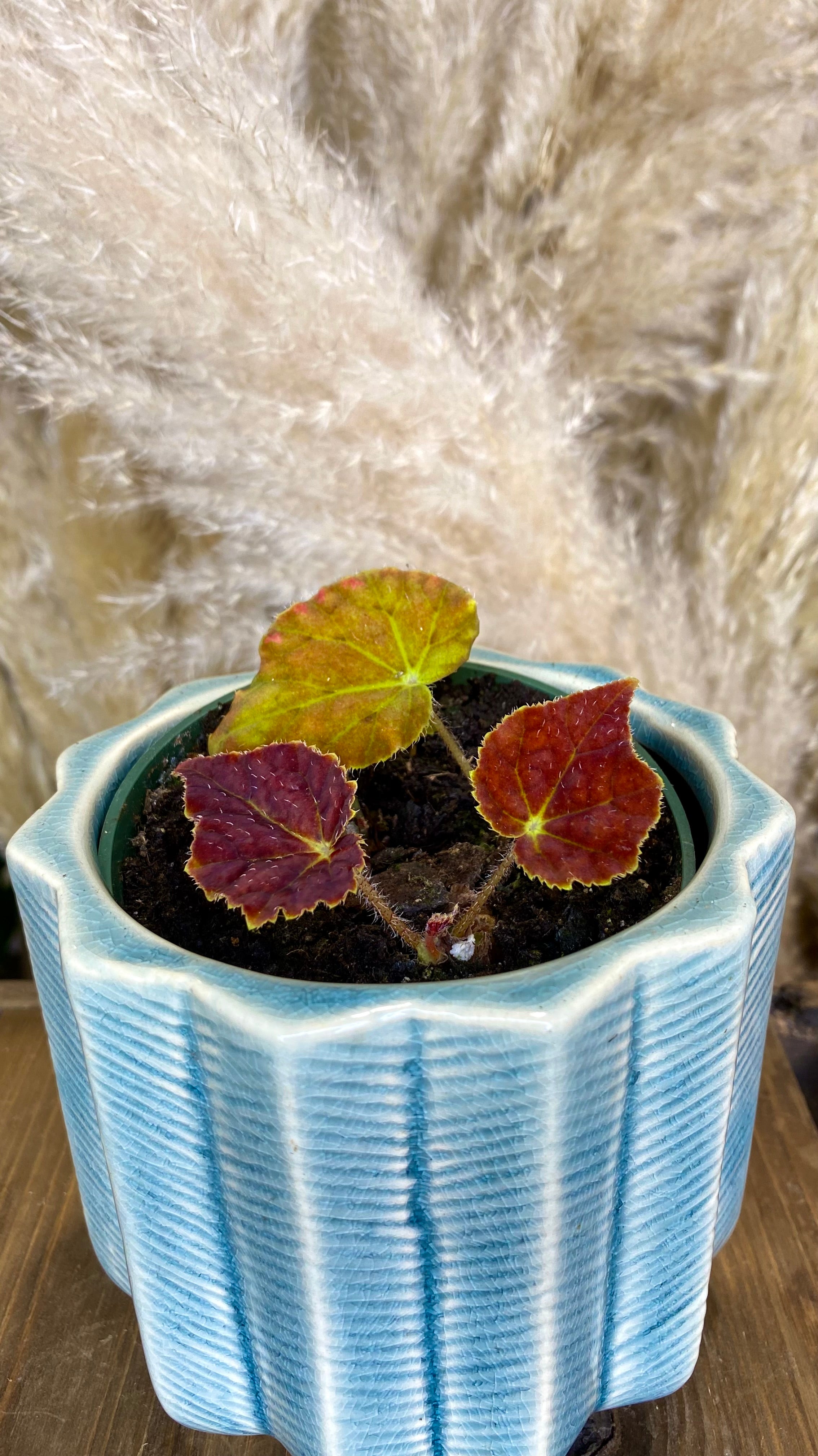 Antumn Ember Begonia