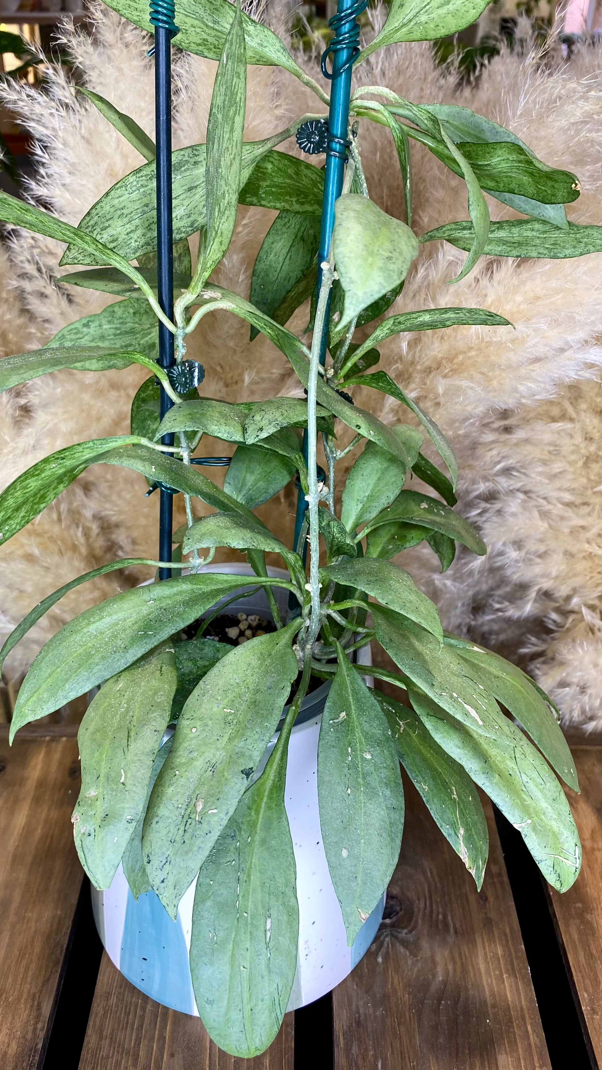 Hoya New Guinea Ghost Large