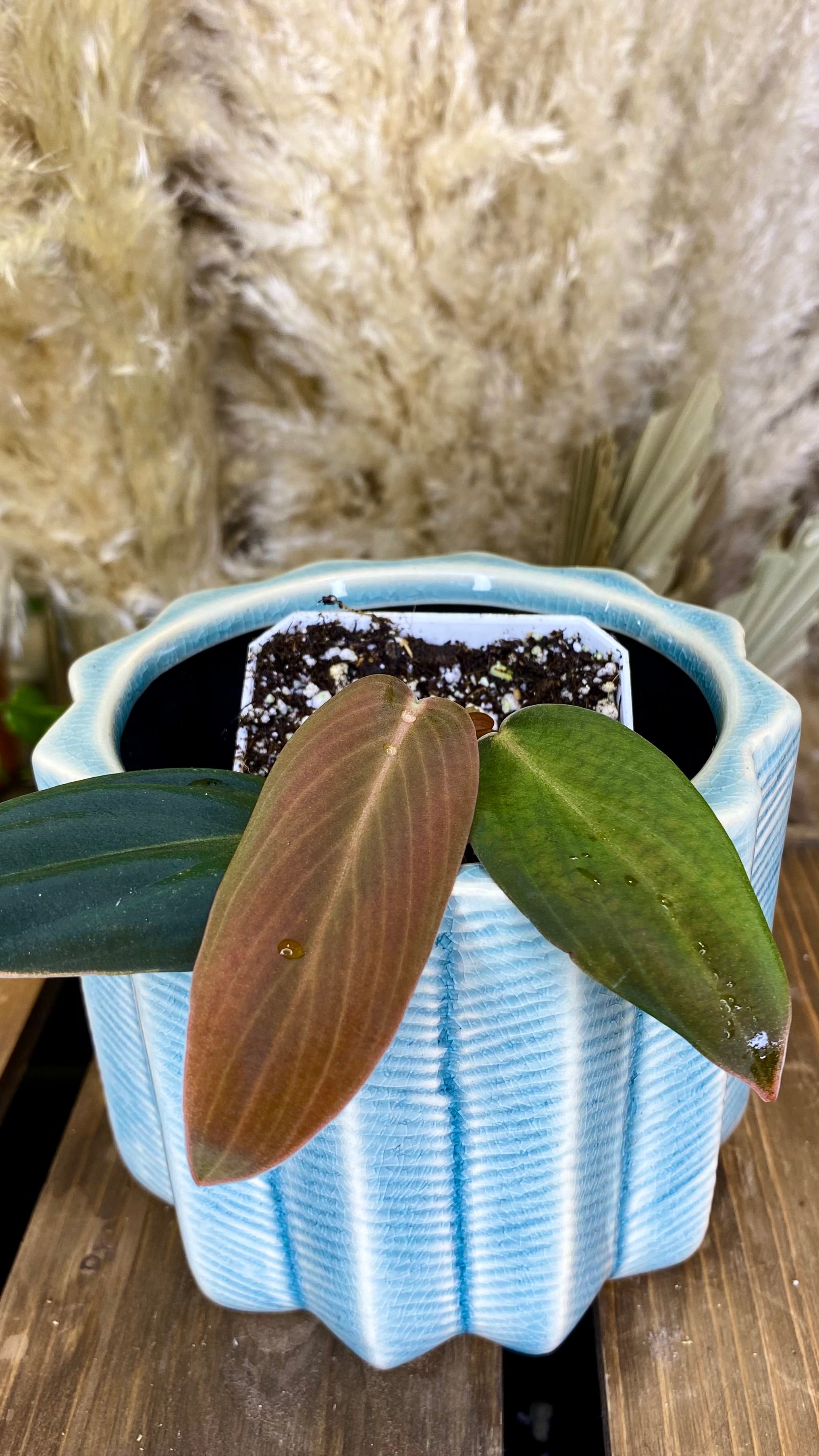 Philodendron Gigas (WP065)