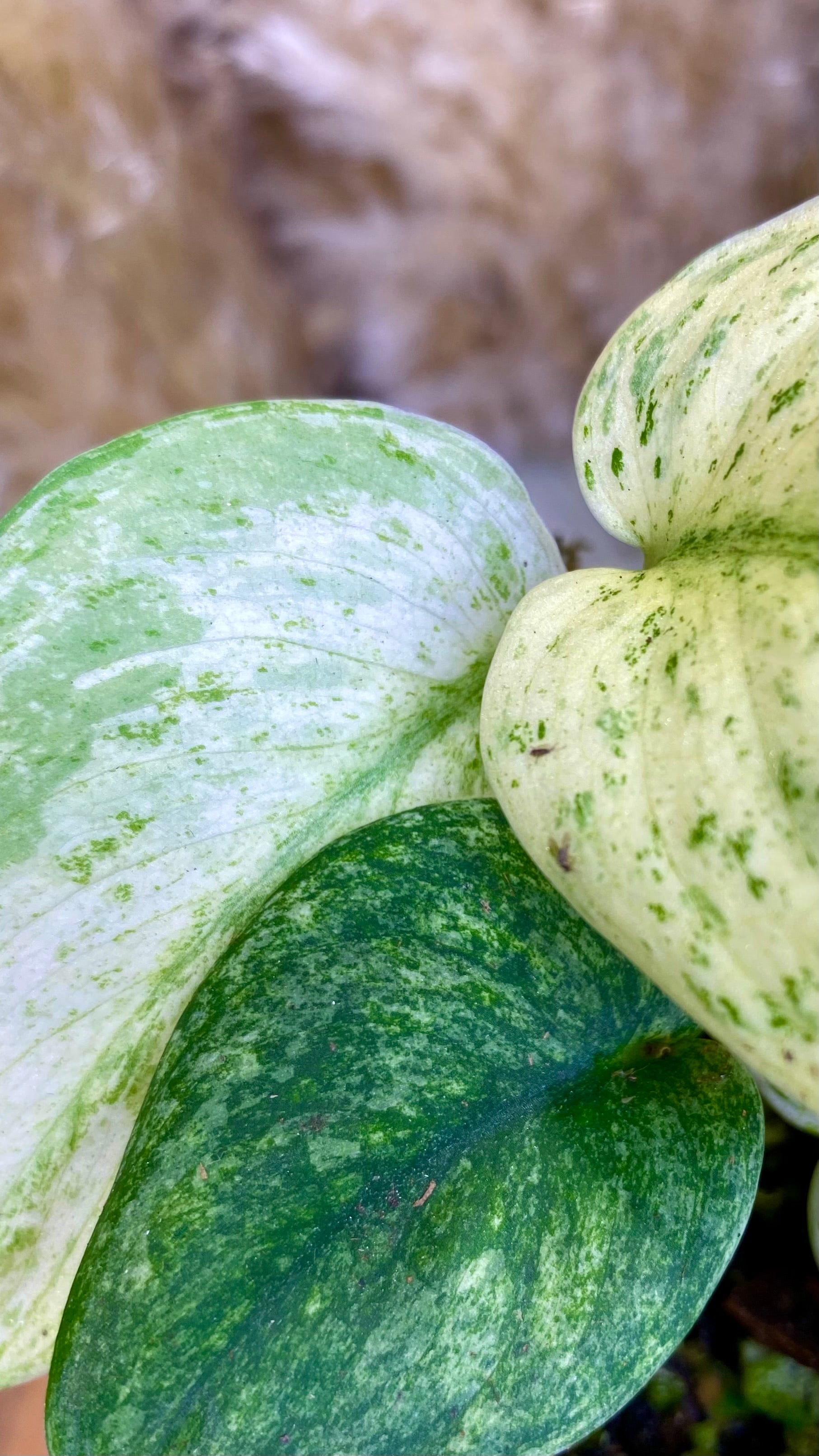 Scindapsus Creme Brulee (WP23)