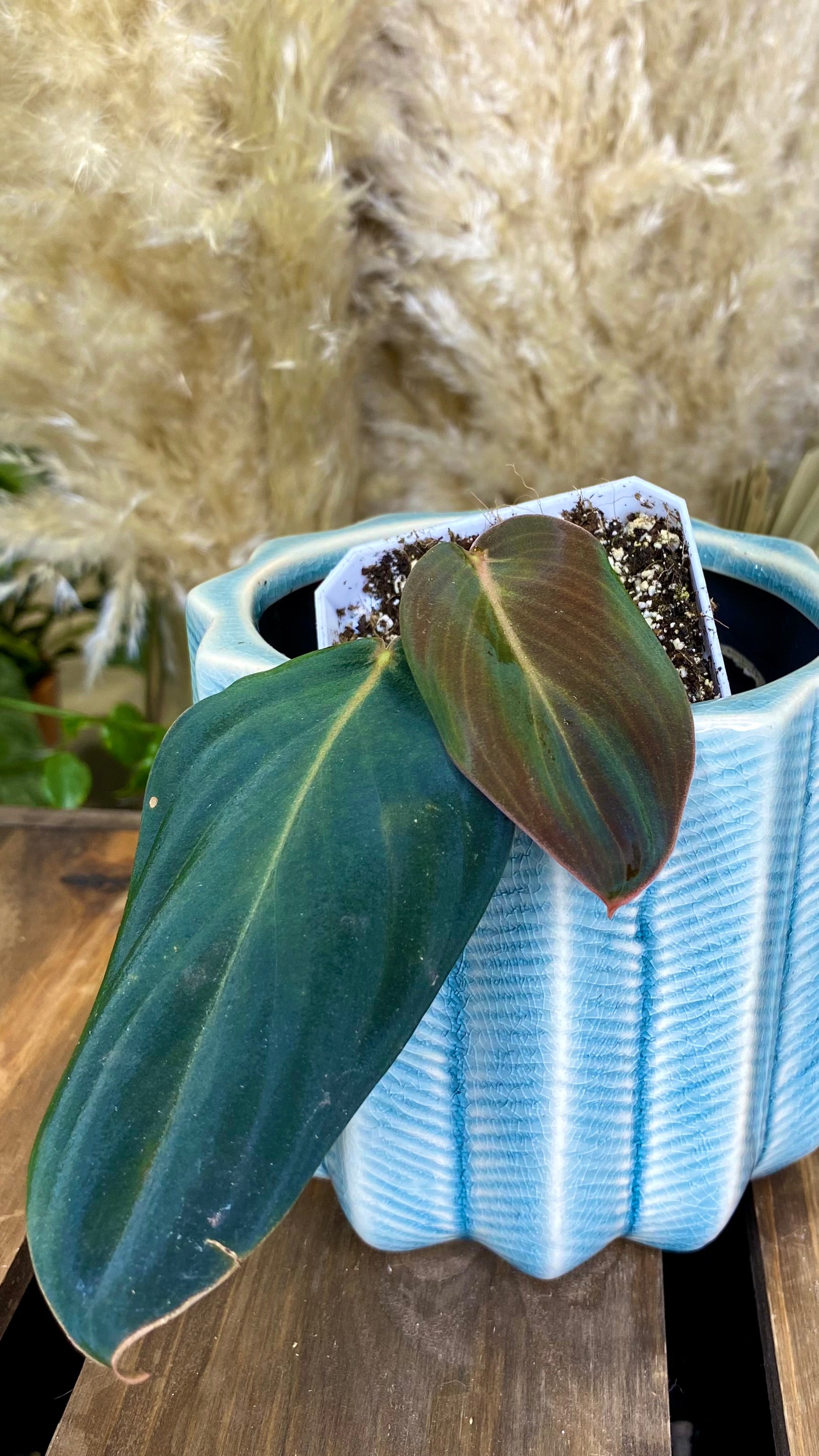 Philodendron Gigas (WP063)