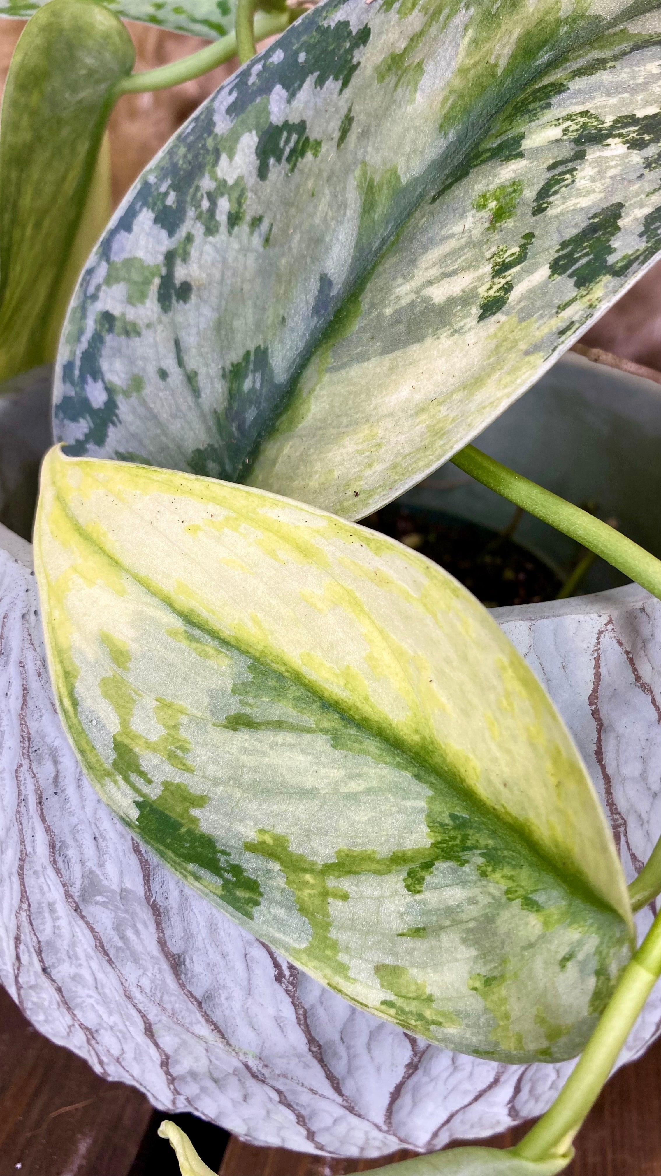 Scindapsus Lakambini Variegated
