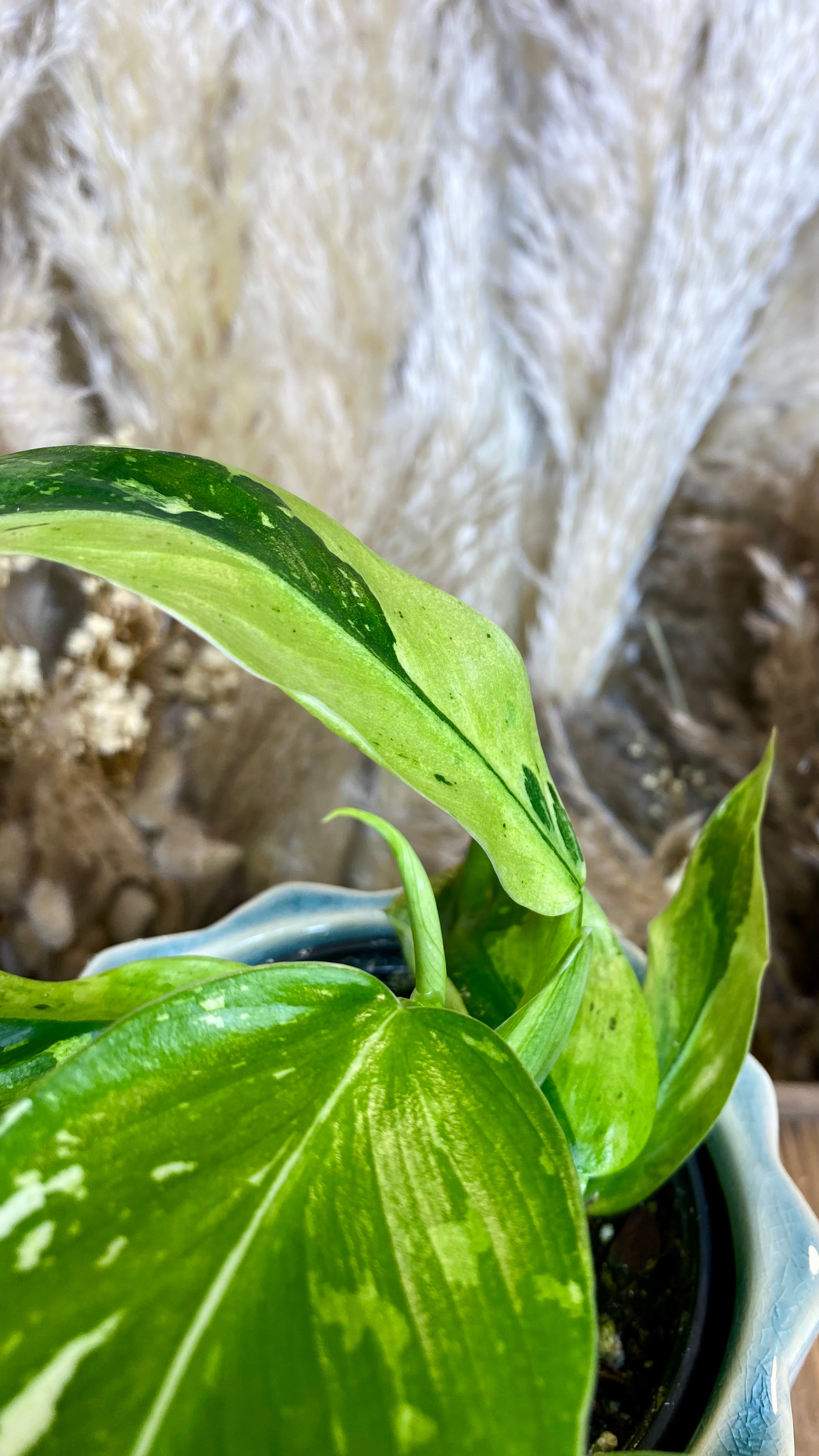 Philodendron Jose Bueno (WP67)