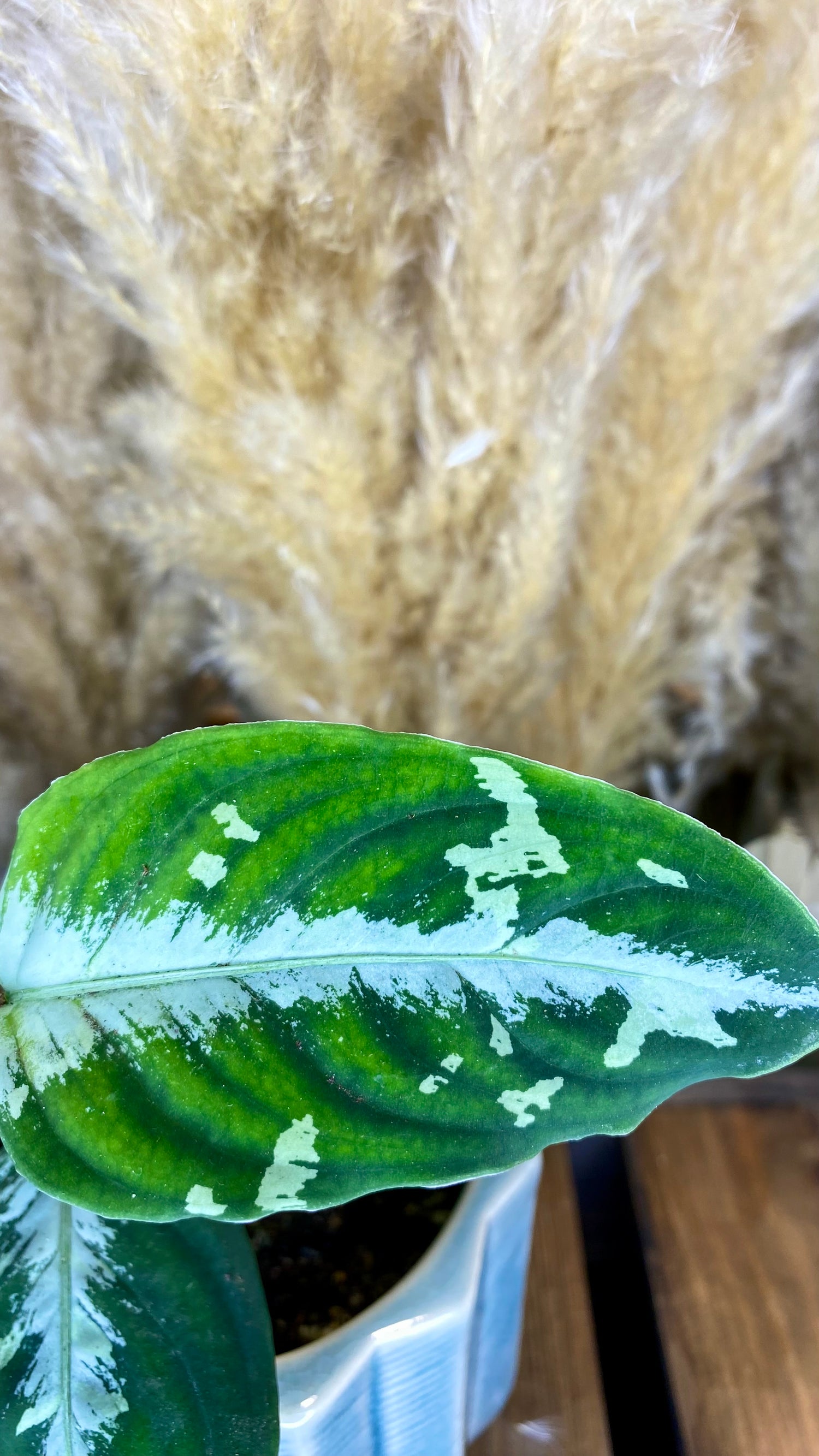 Aglaonema Pictum Tricolor 4"
