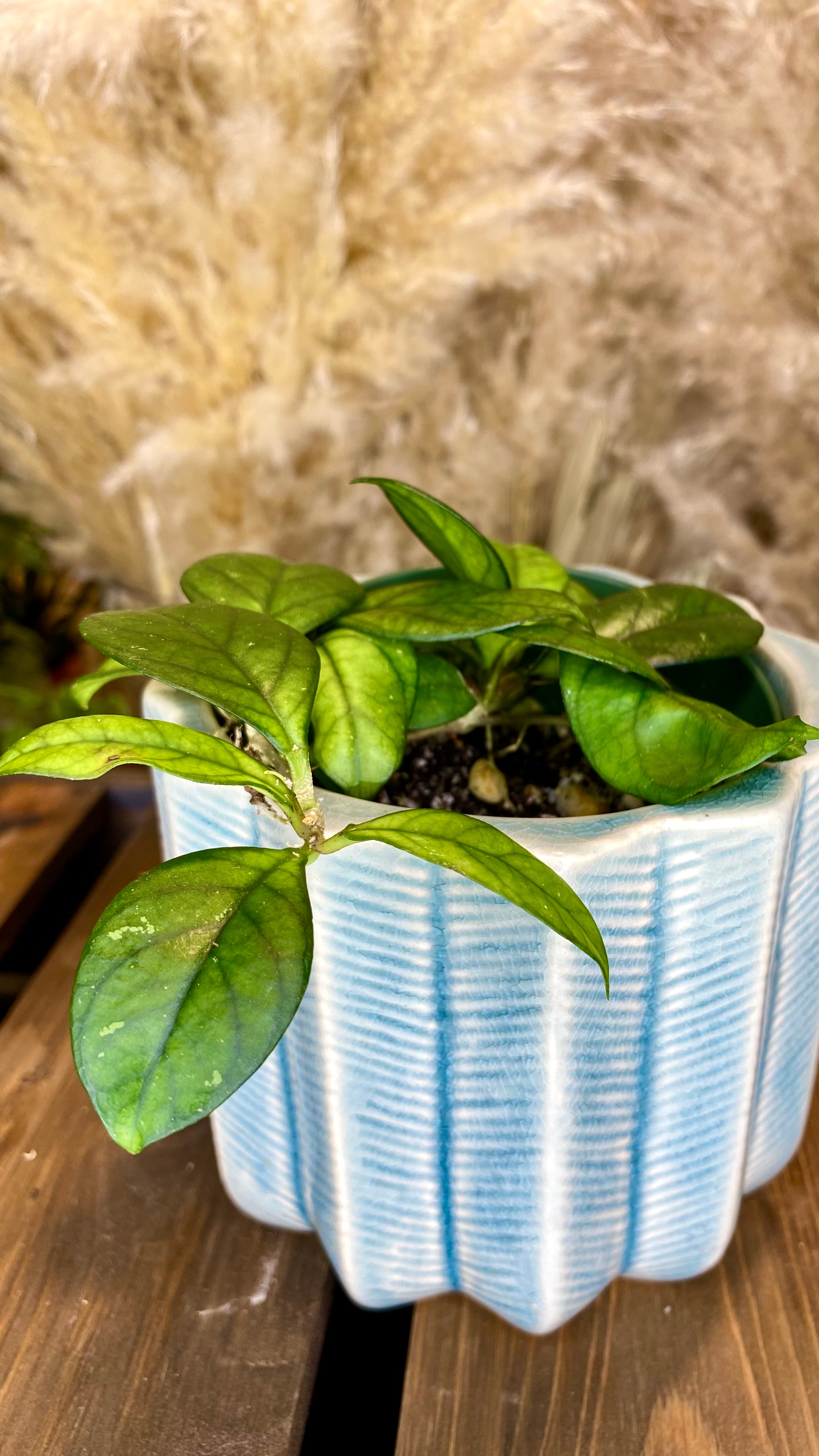 Hoya Crassipetiolata