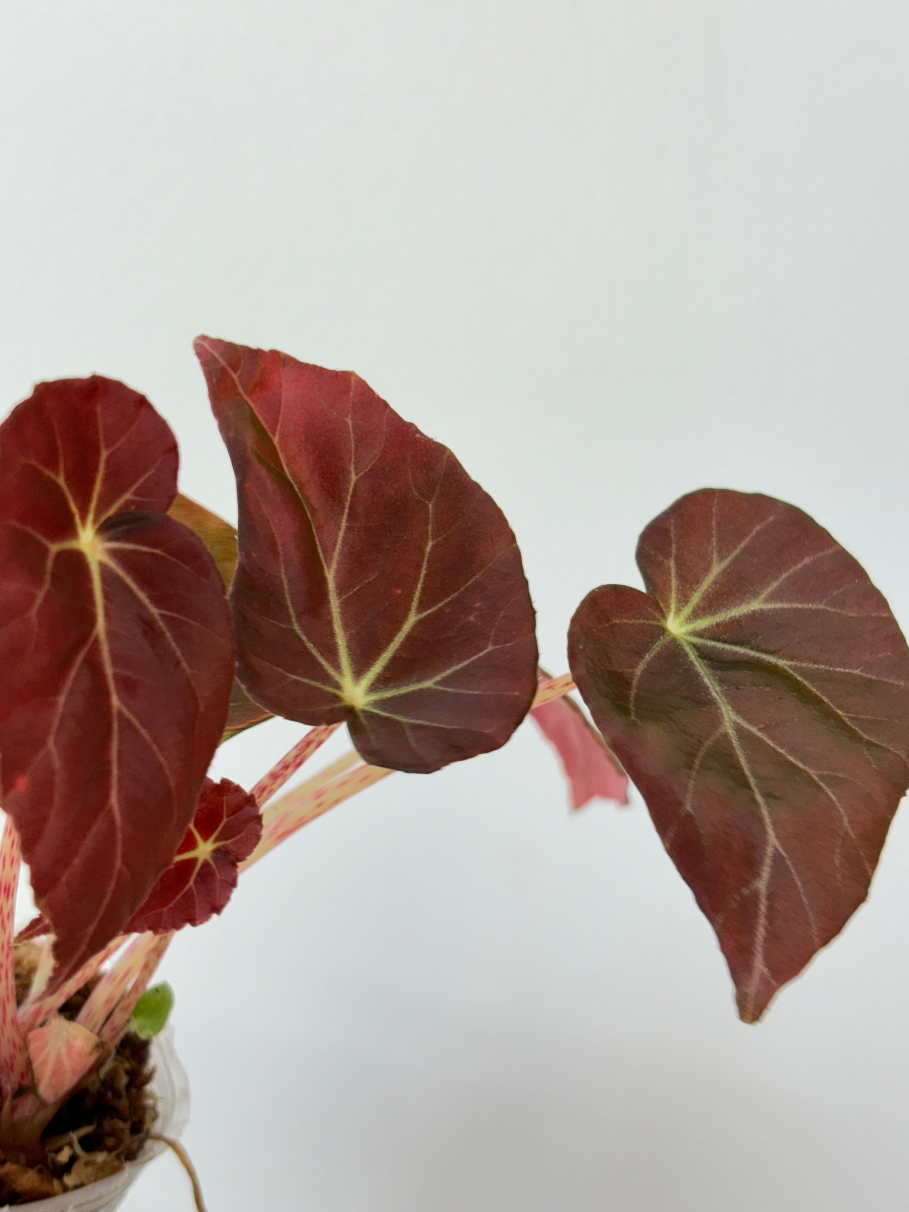 Begonia Burkillii Dark Form