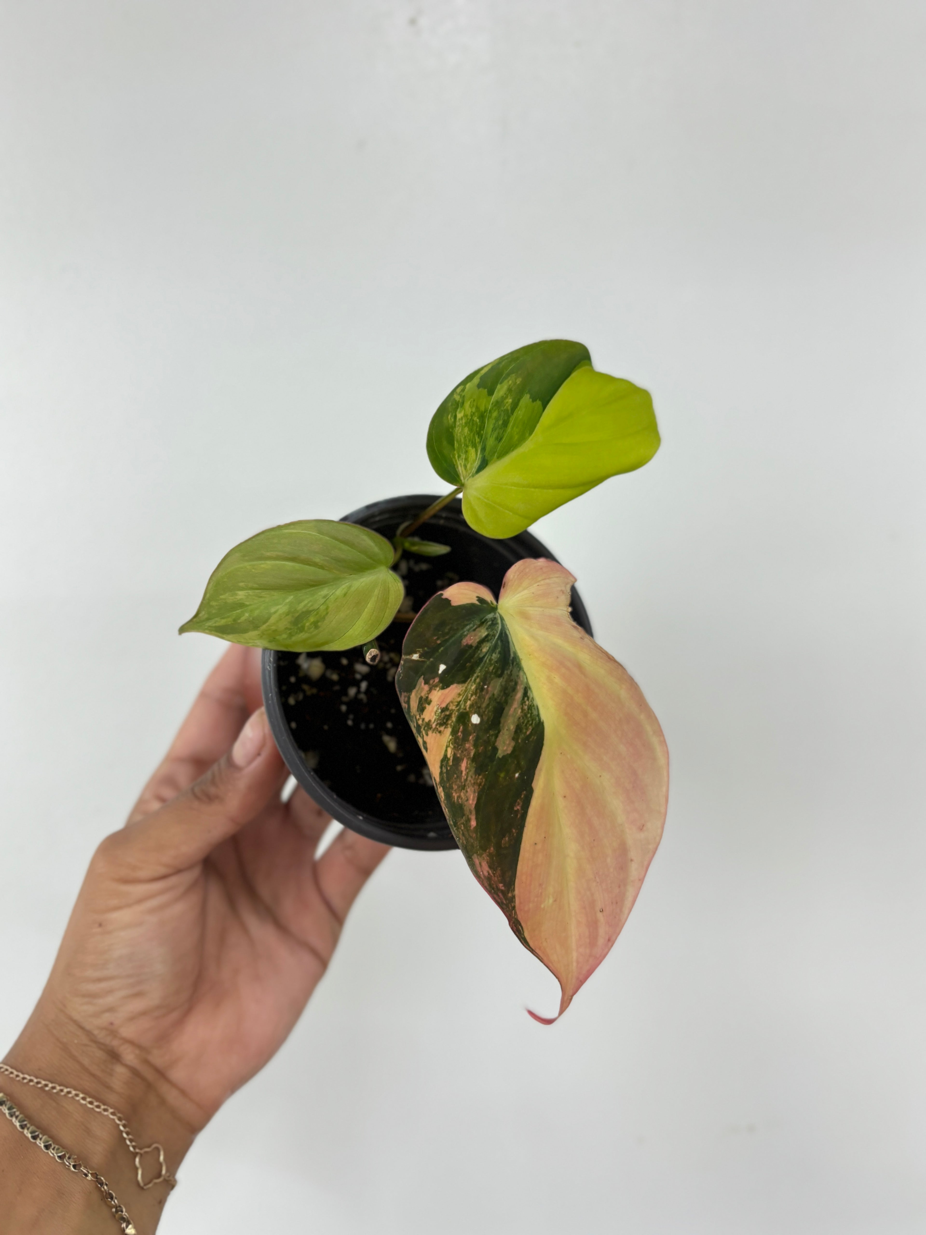 Philodendron Micans Variegated Pink Mint