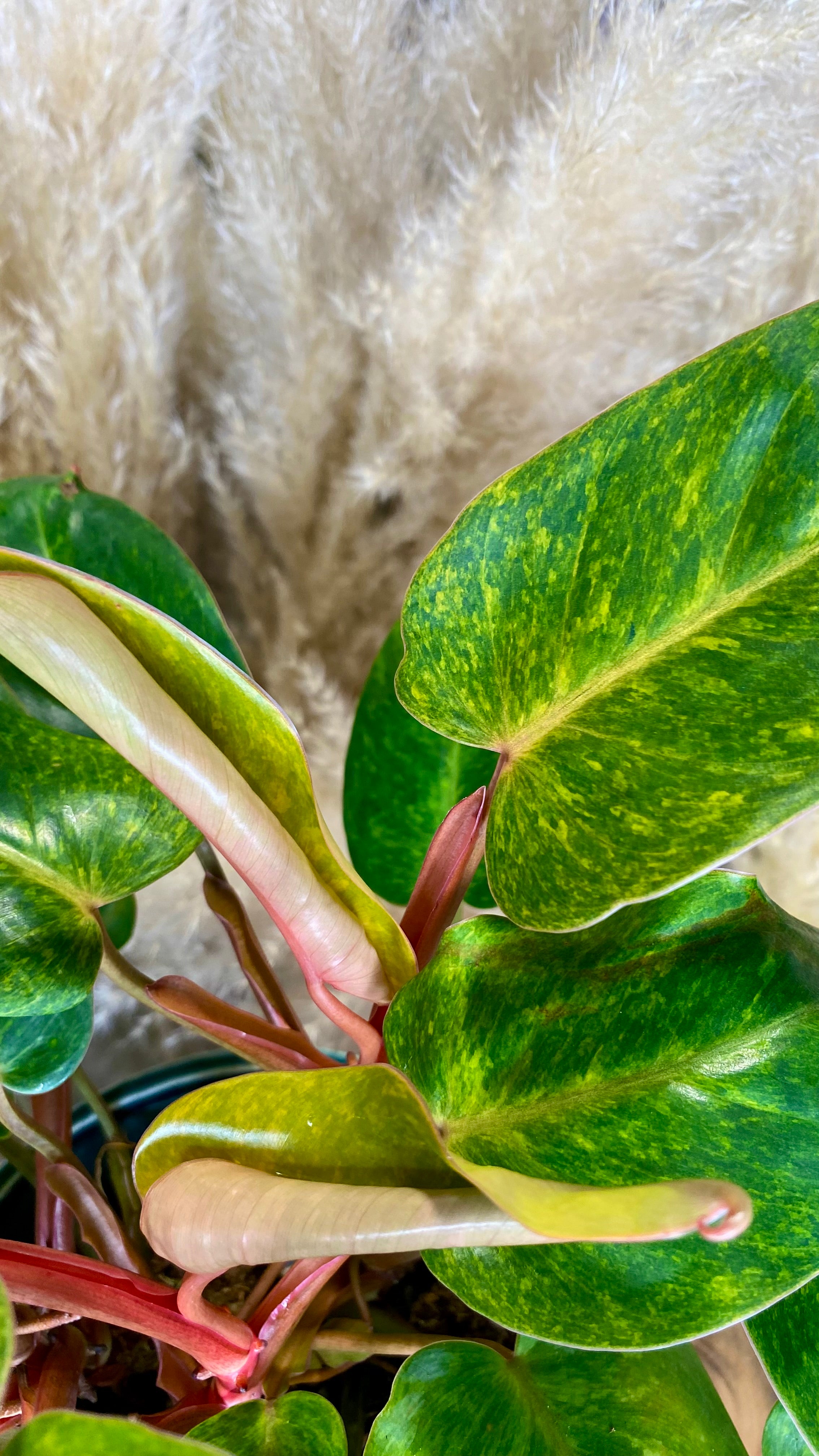 Philodendron Painted Lady 6"