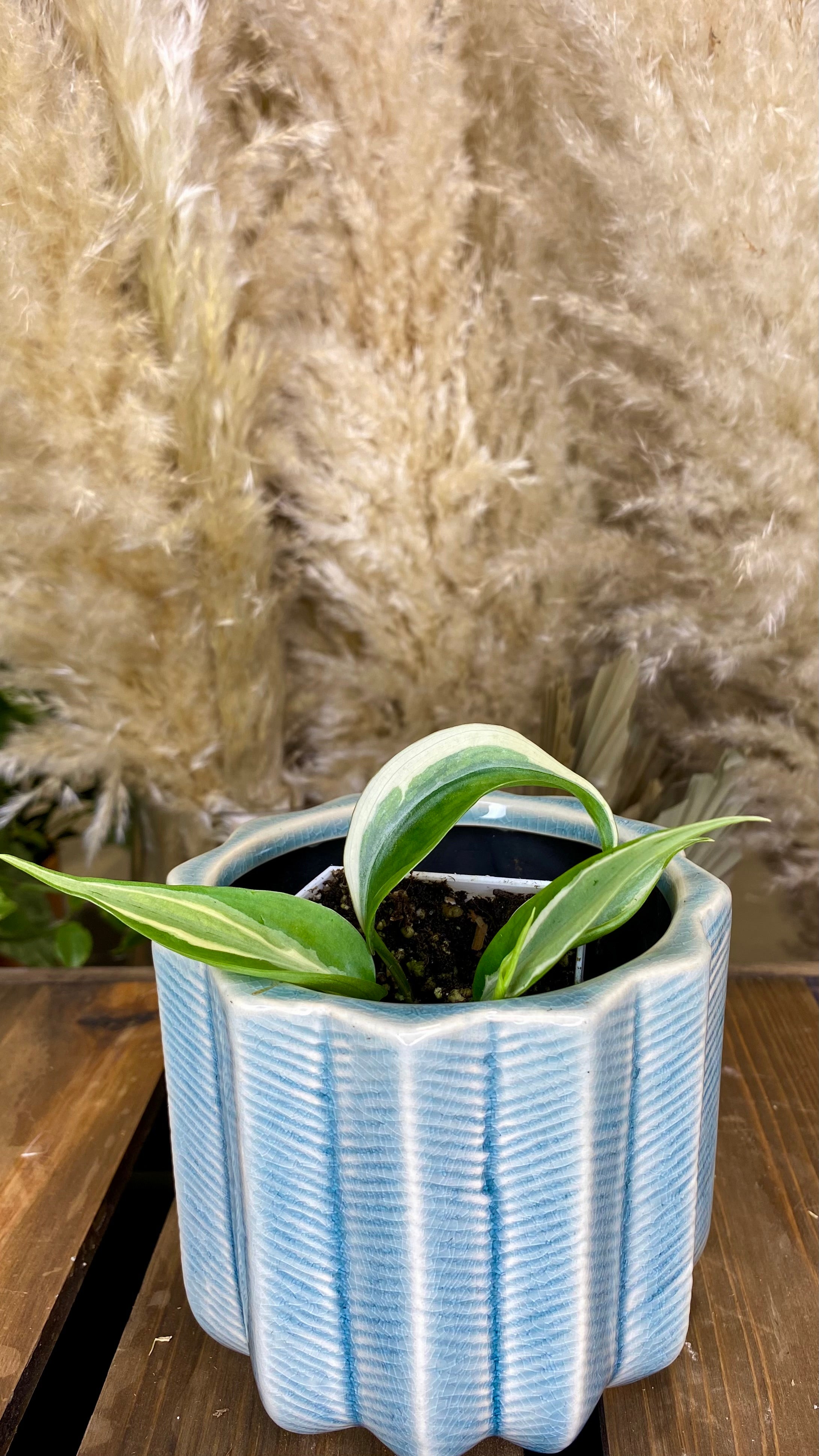 Philodendron Rio (WP056)