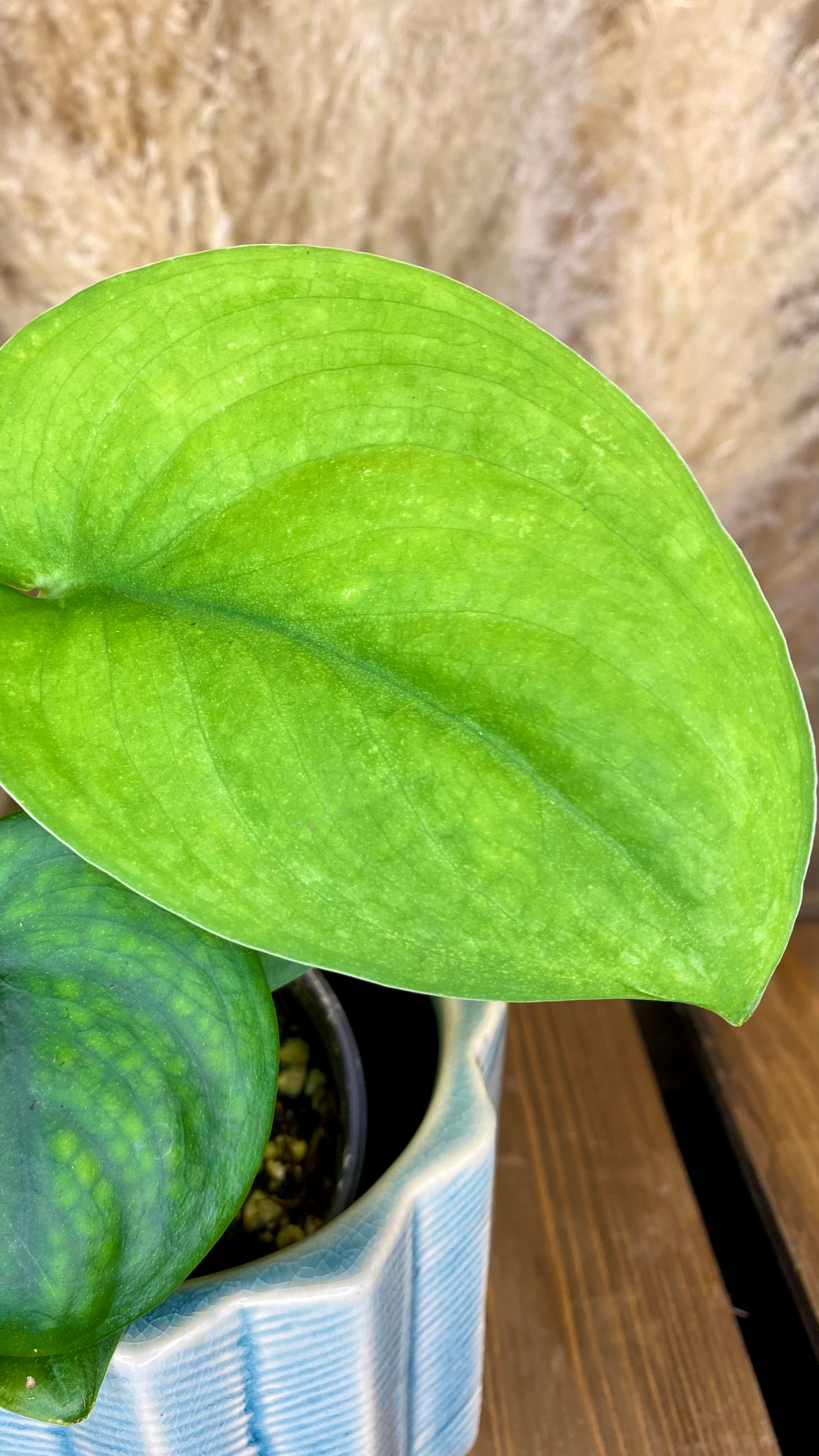 Scindapsus Jade Satin