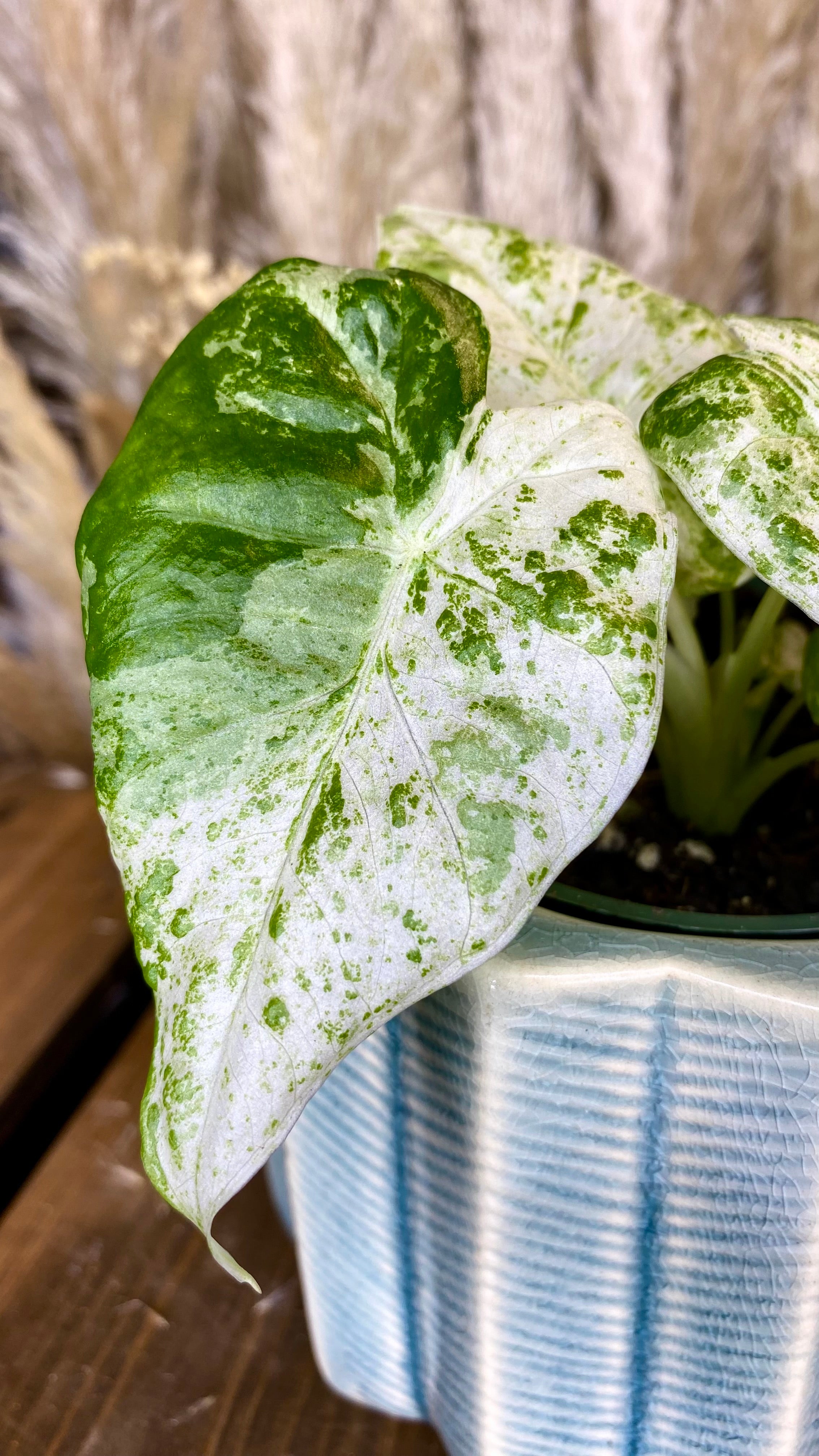 Alocasia Odora Batik