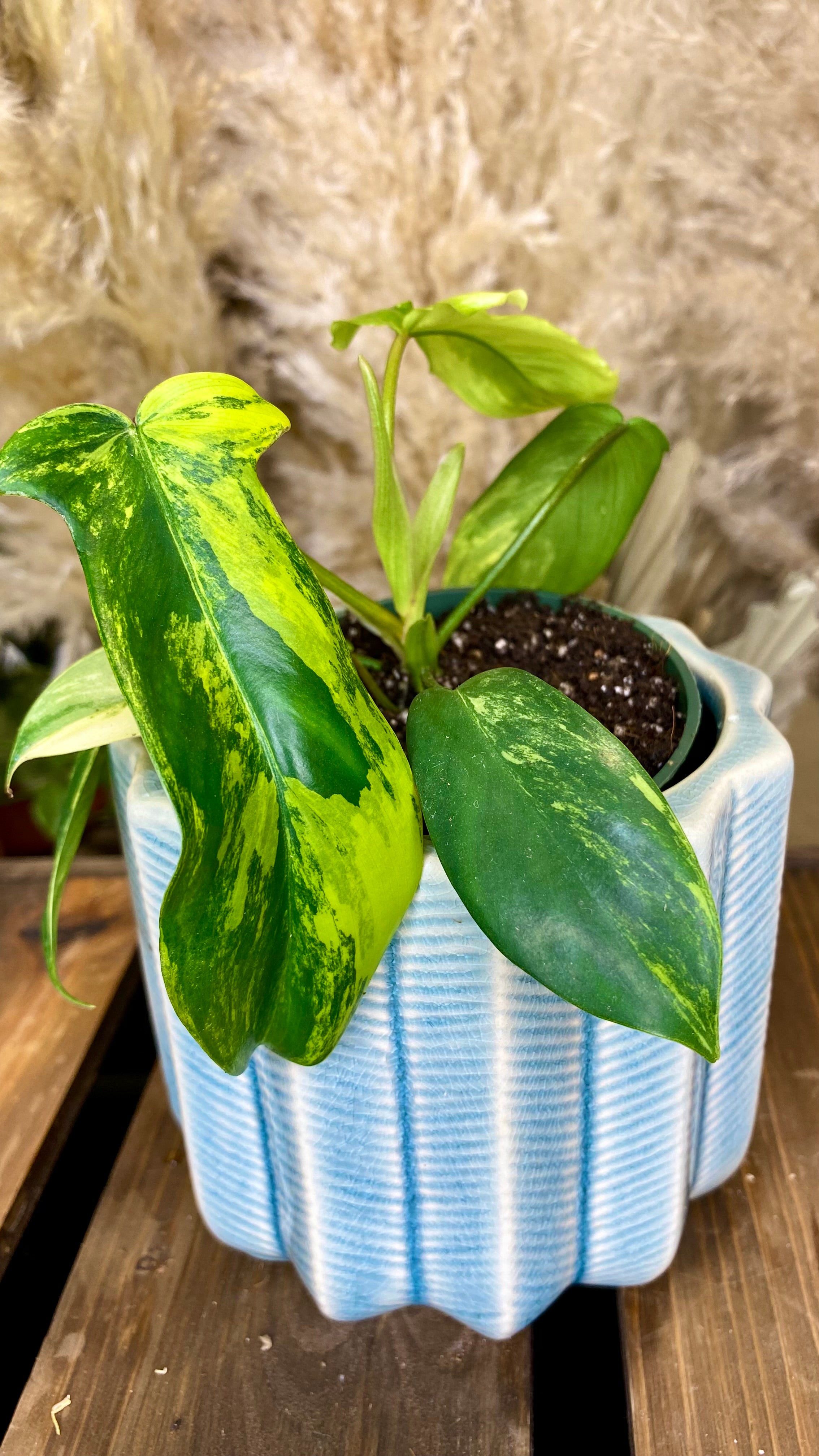 Philodendron Florida Beauty (WP49)
