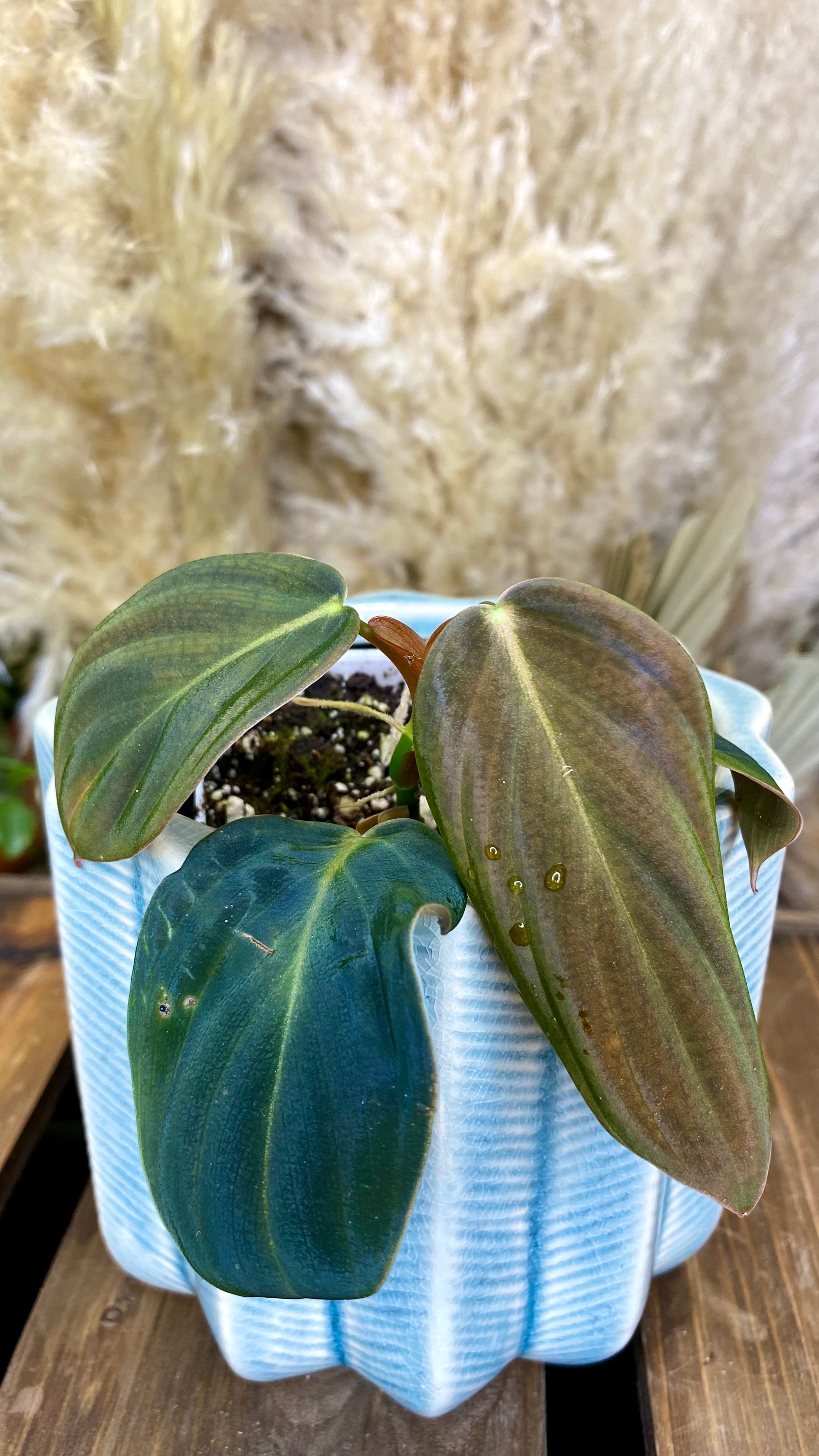 Philodendron Gigas (WP066)