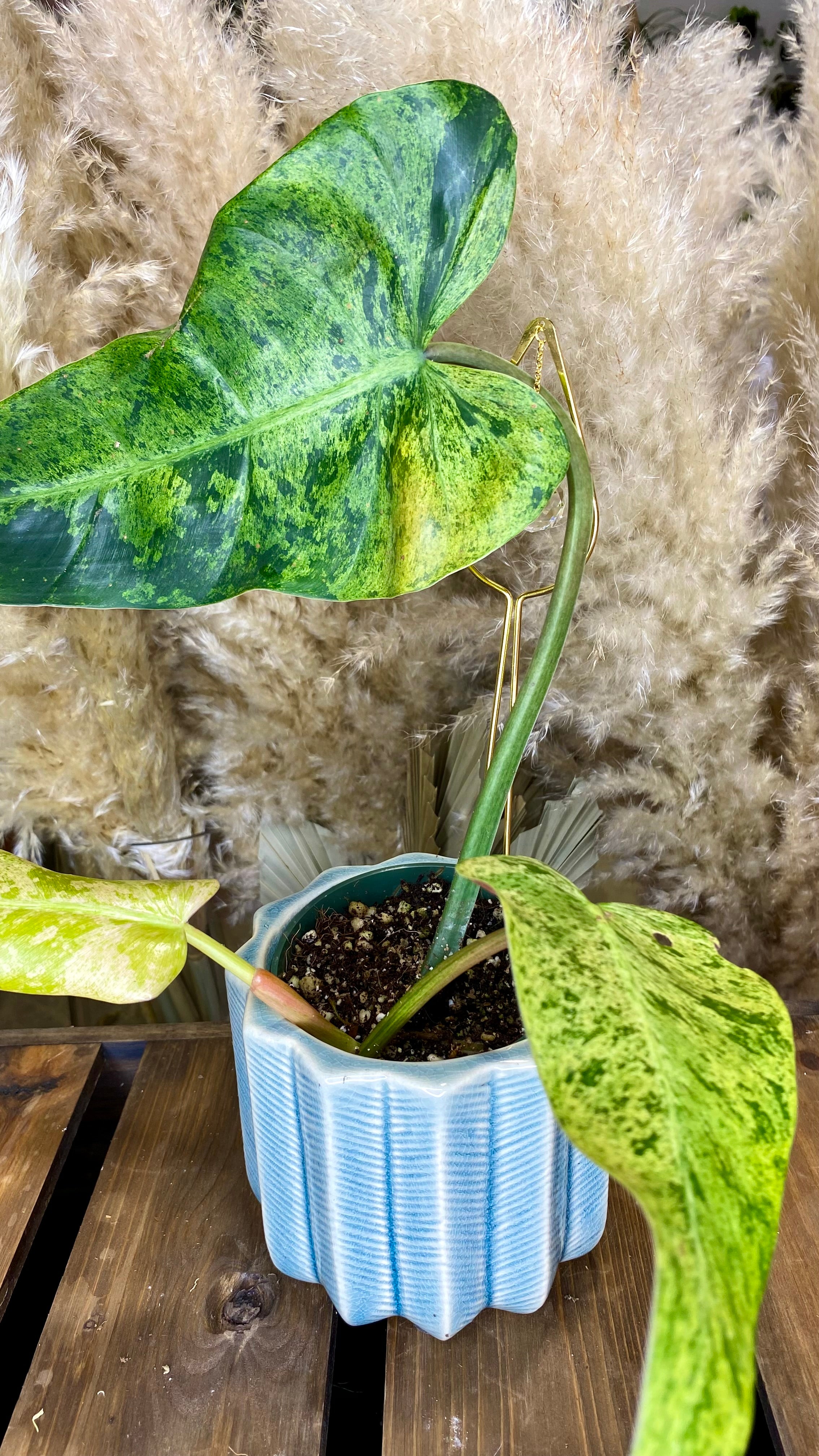 Philodendron Domesticum Marble Variegated (WP53)