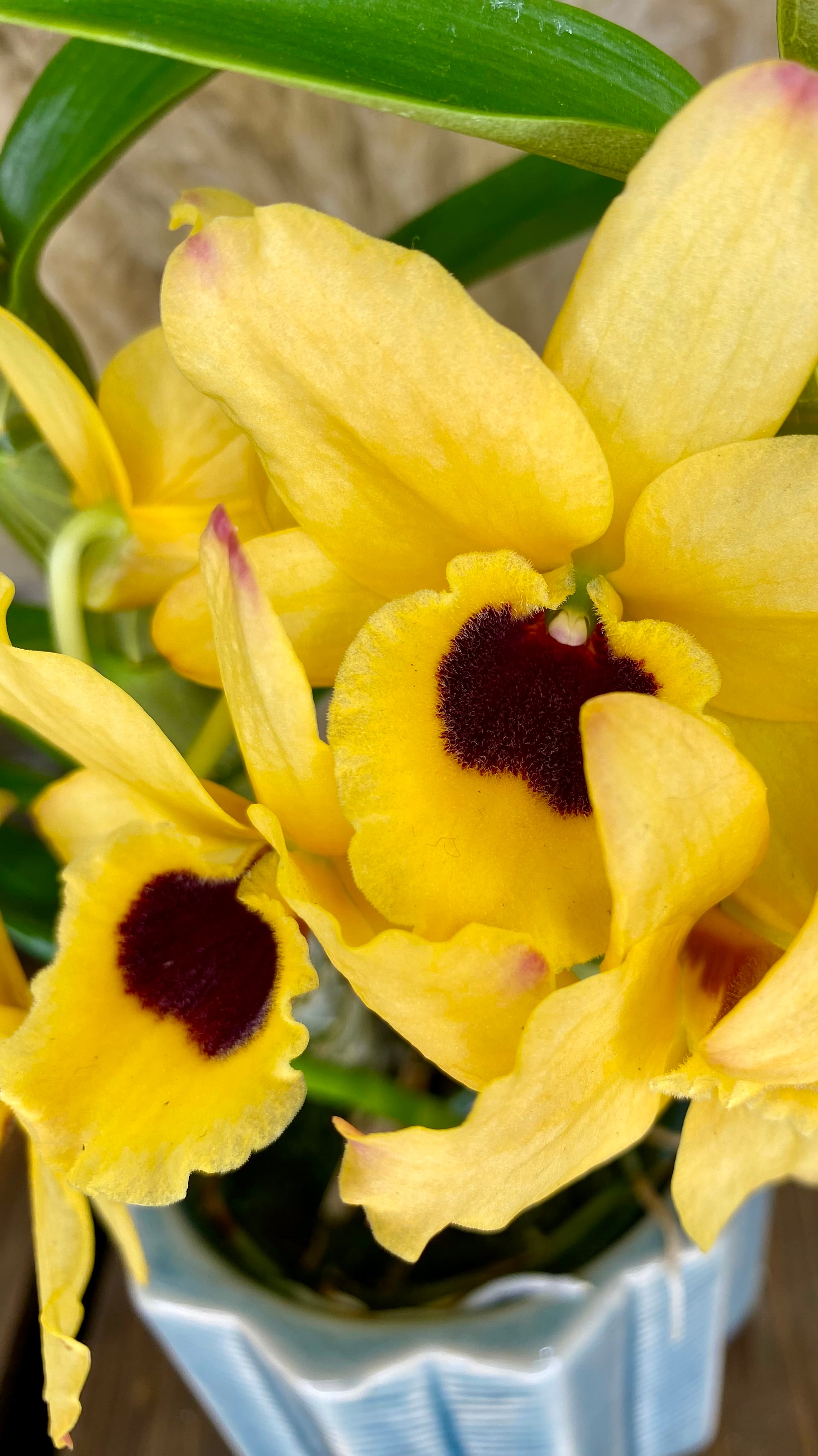 Dendrobium Orchid 4” W11