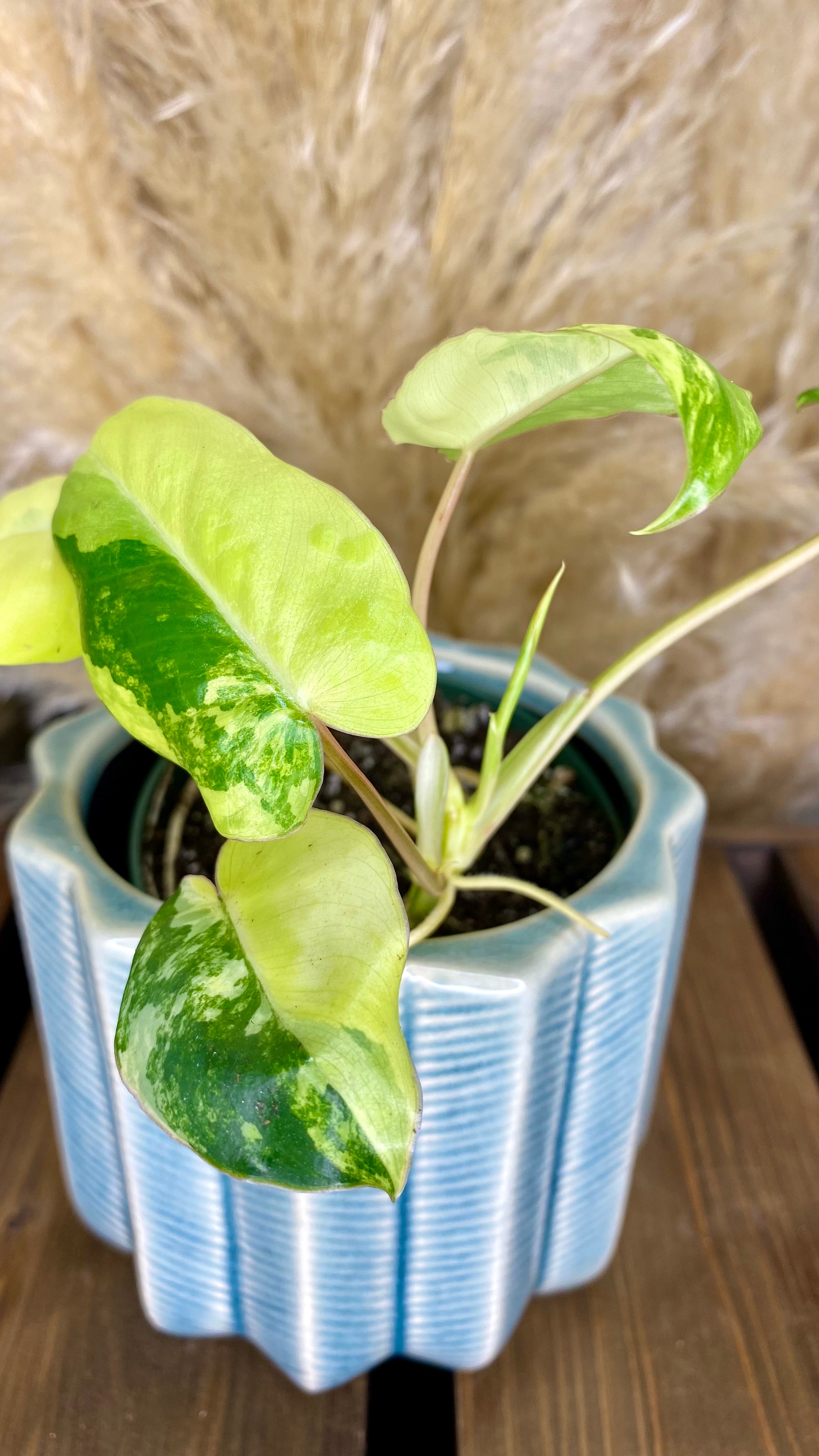Philodendron burlemarx variegated (WP02)