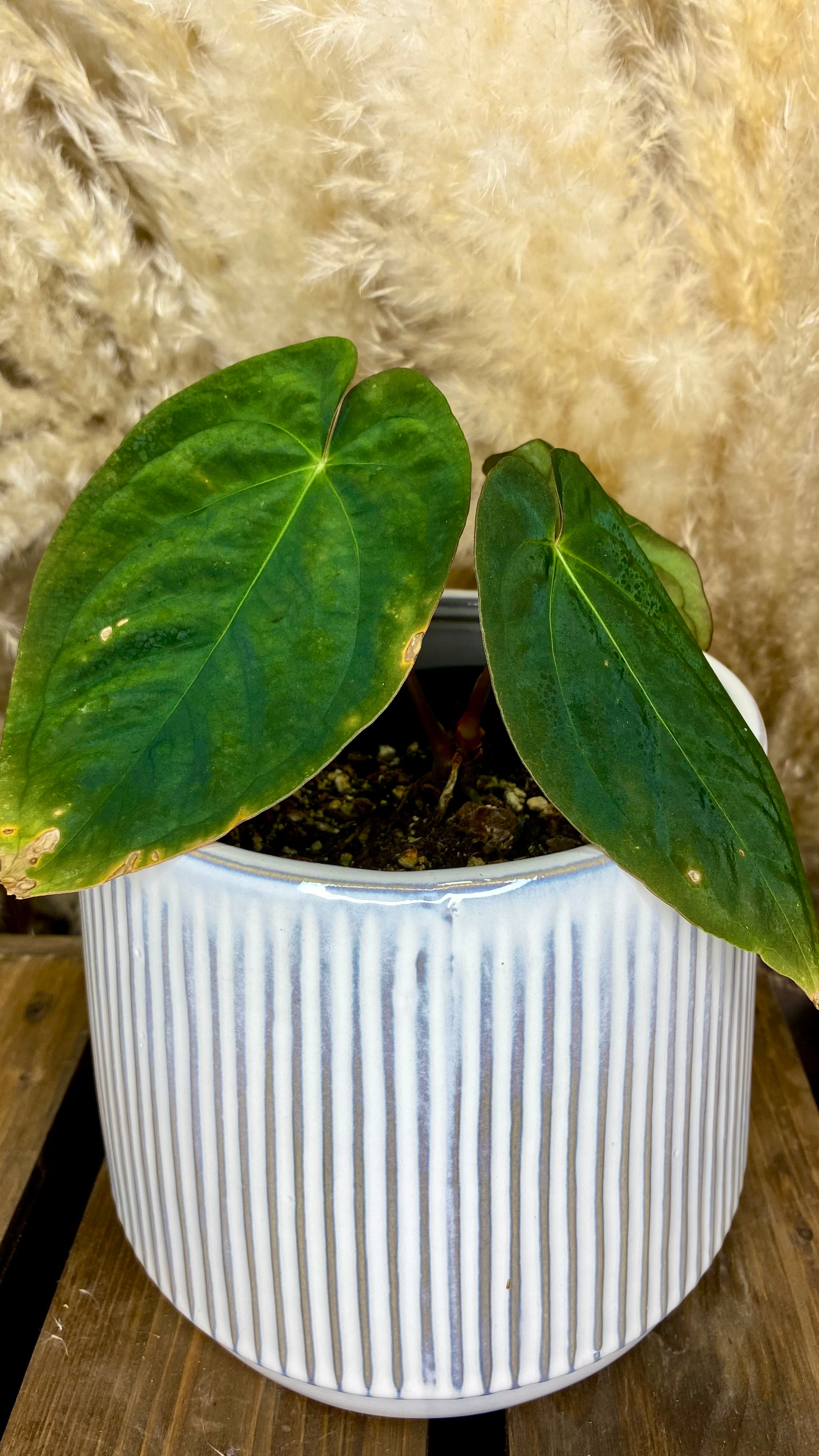 Anthurium Papillilaminum (WA45)