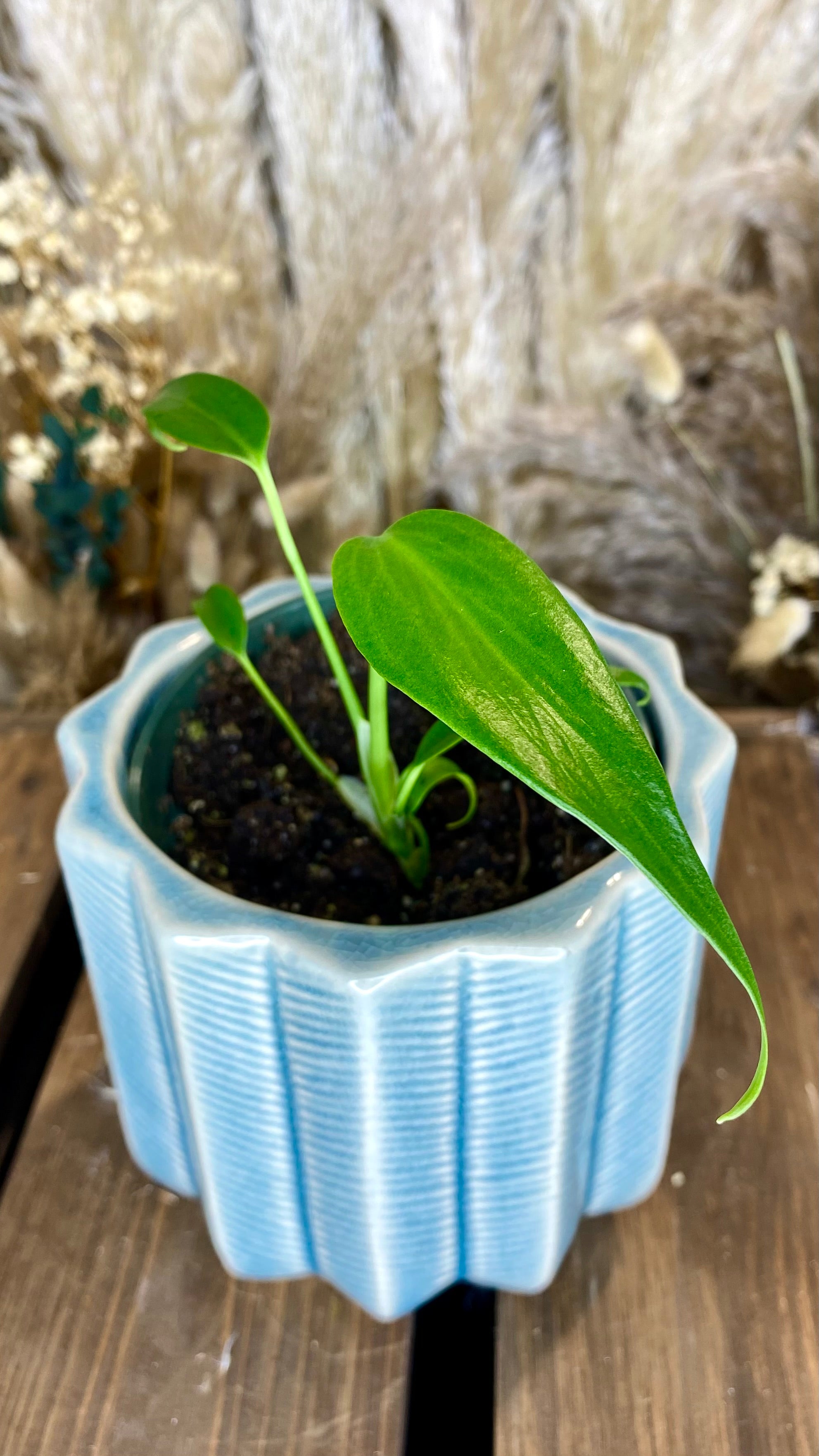 Monstera Burle Marx Flame (TC) 4”