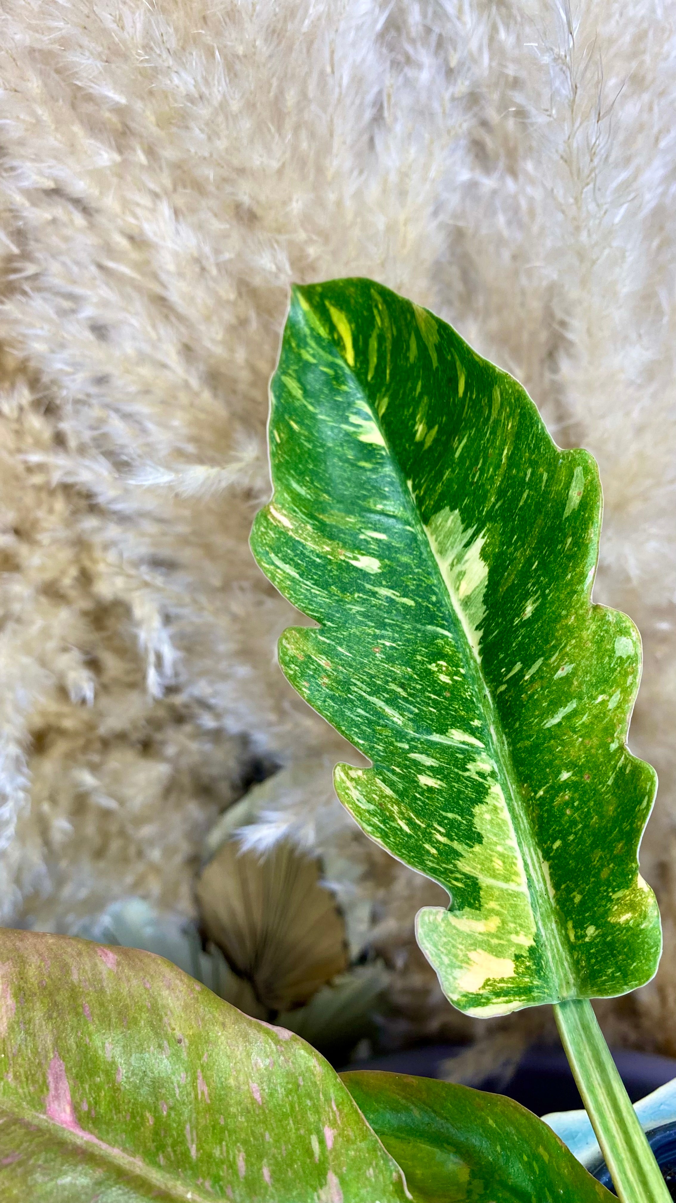 Philodendron Ring of Fire 4"