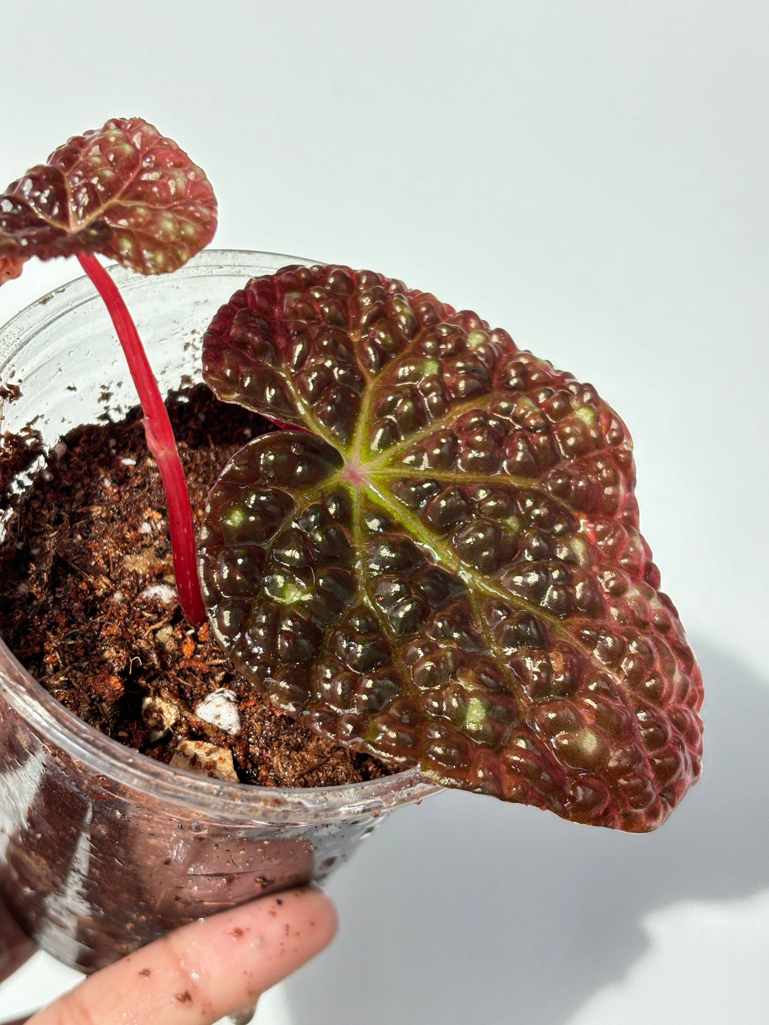 Begonia sp. Surat Thani