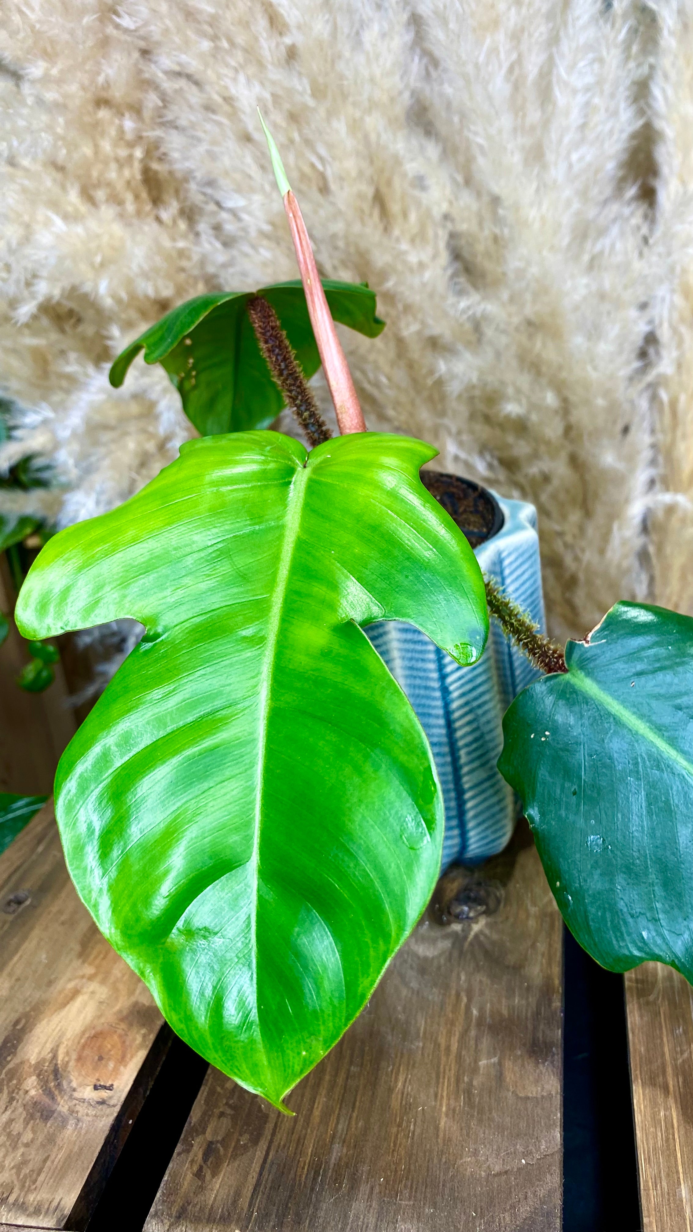 Philodendron Red Bristle