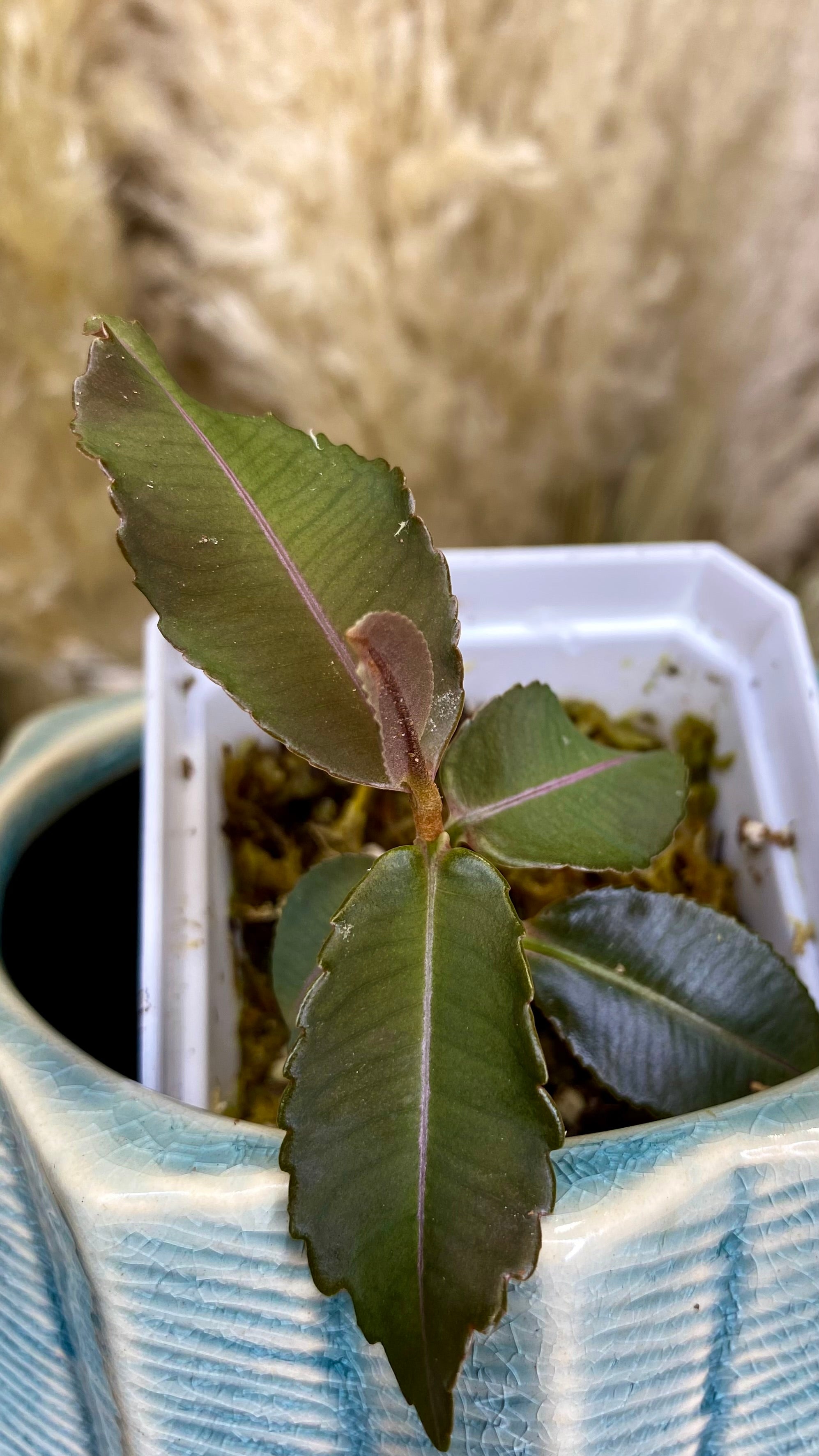 Labisia Pumila Pink Line (WL 12)