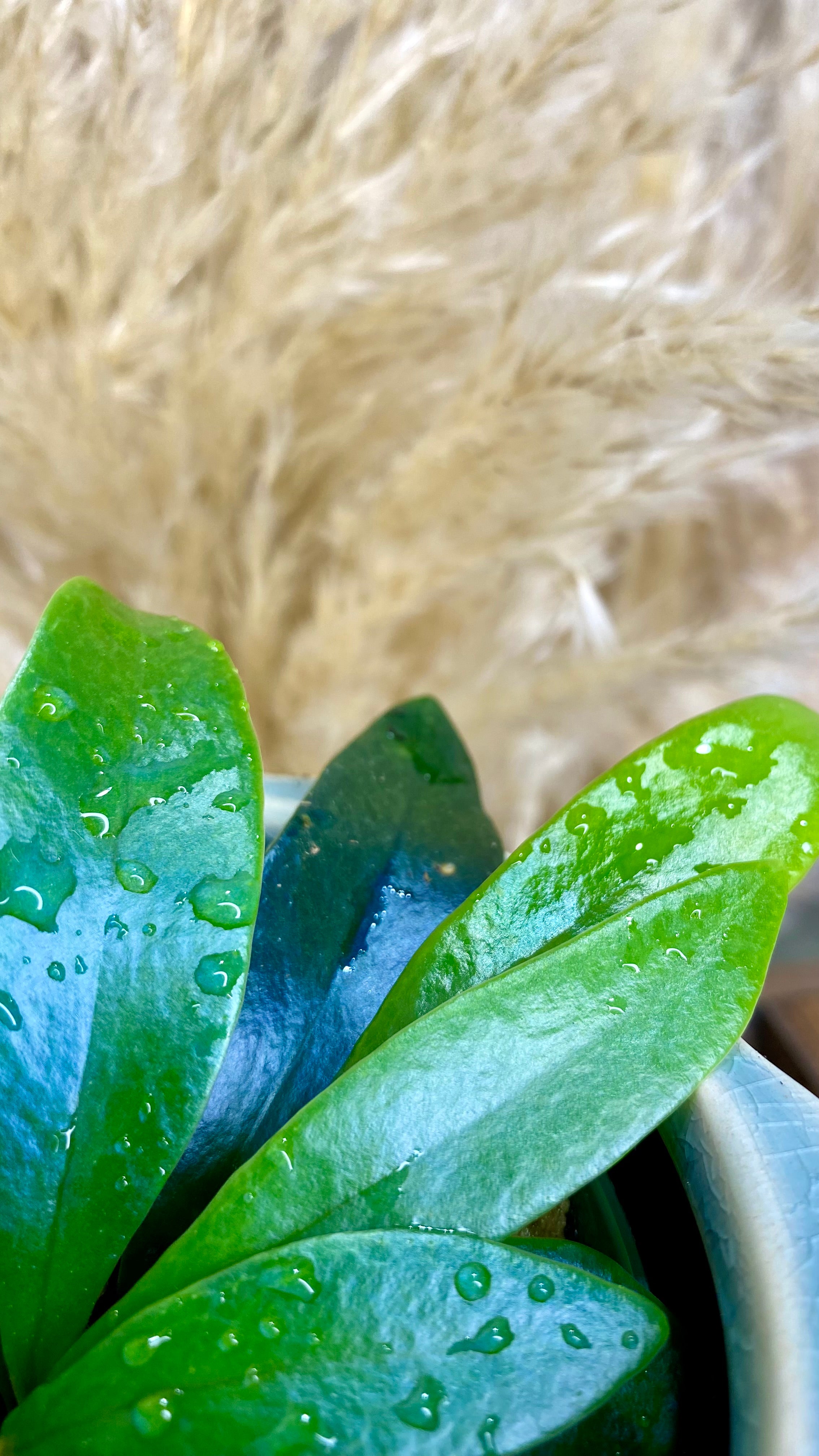 Blue Oil Fern Microsorum Thailandicum