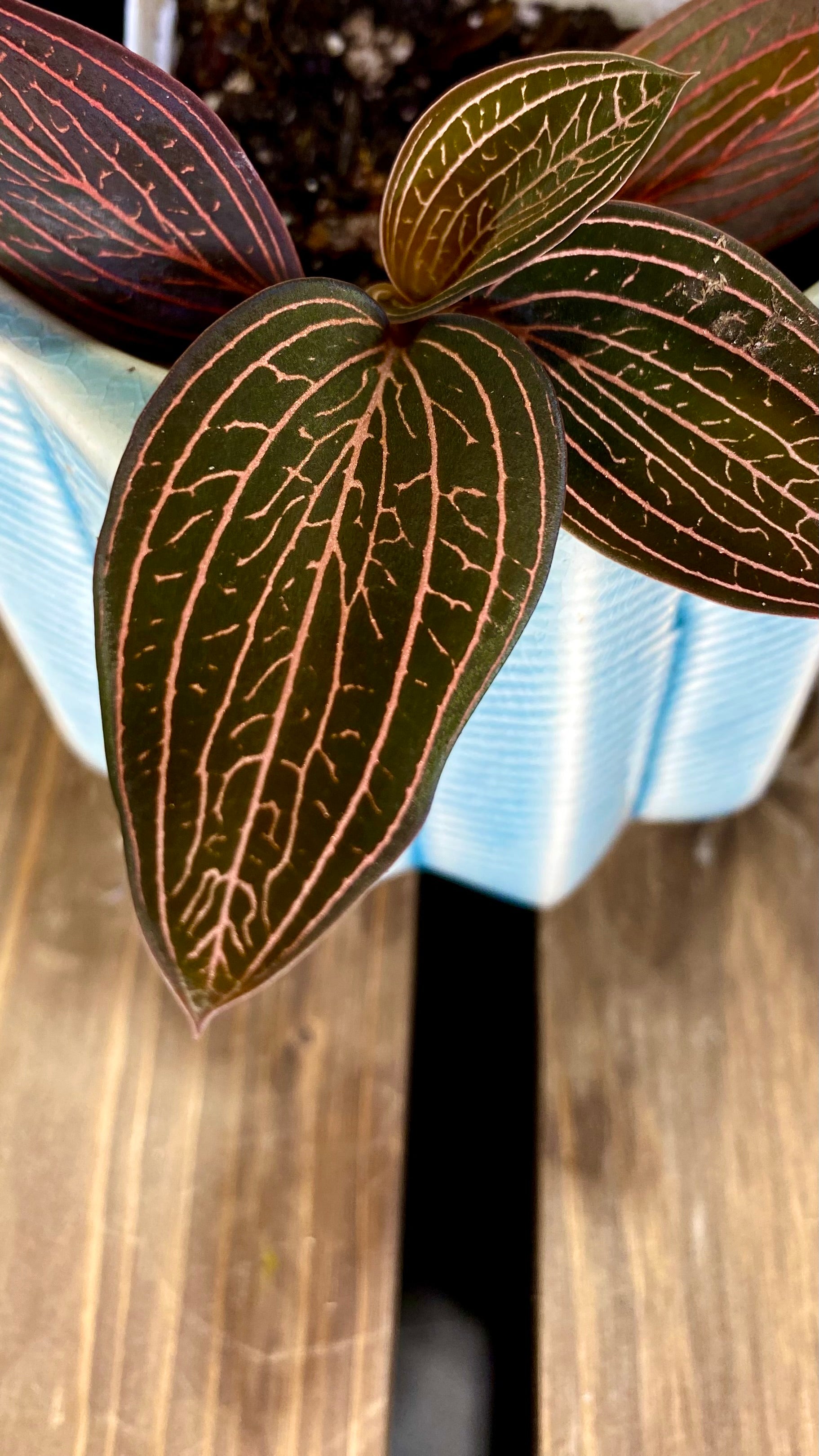 Ludisia Discolor "Spiderman"