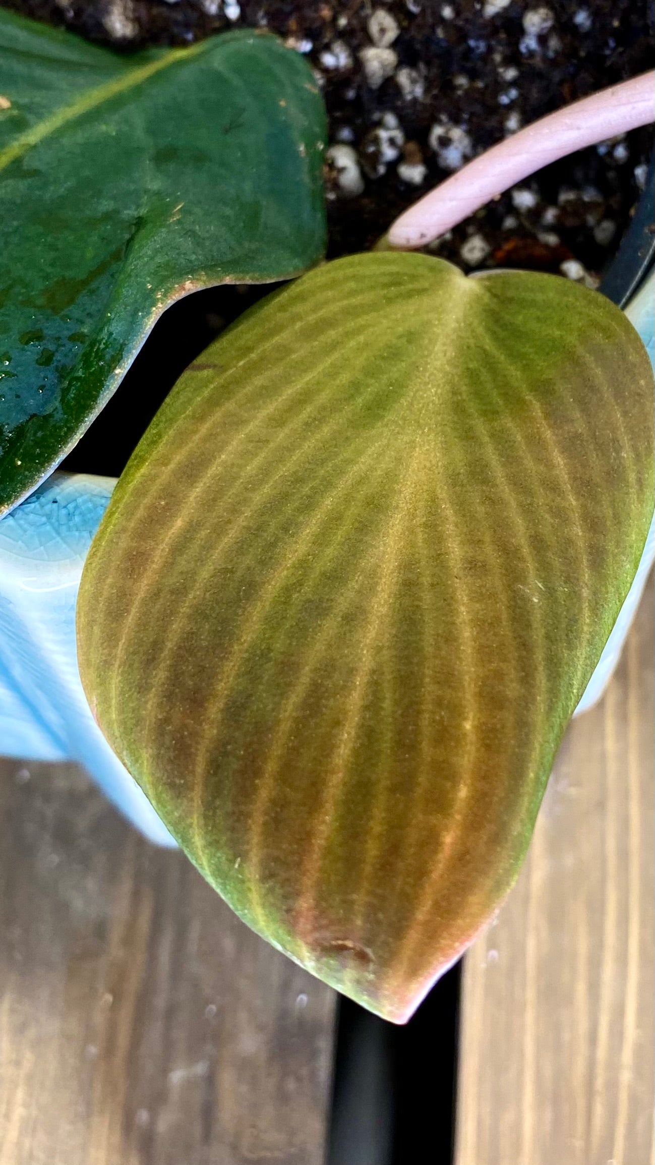 Philodendron Gigas (WP064)