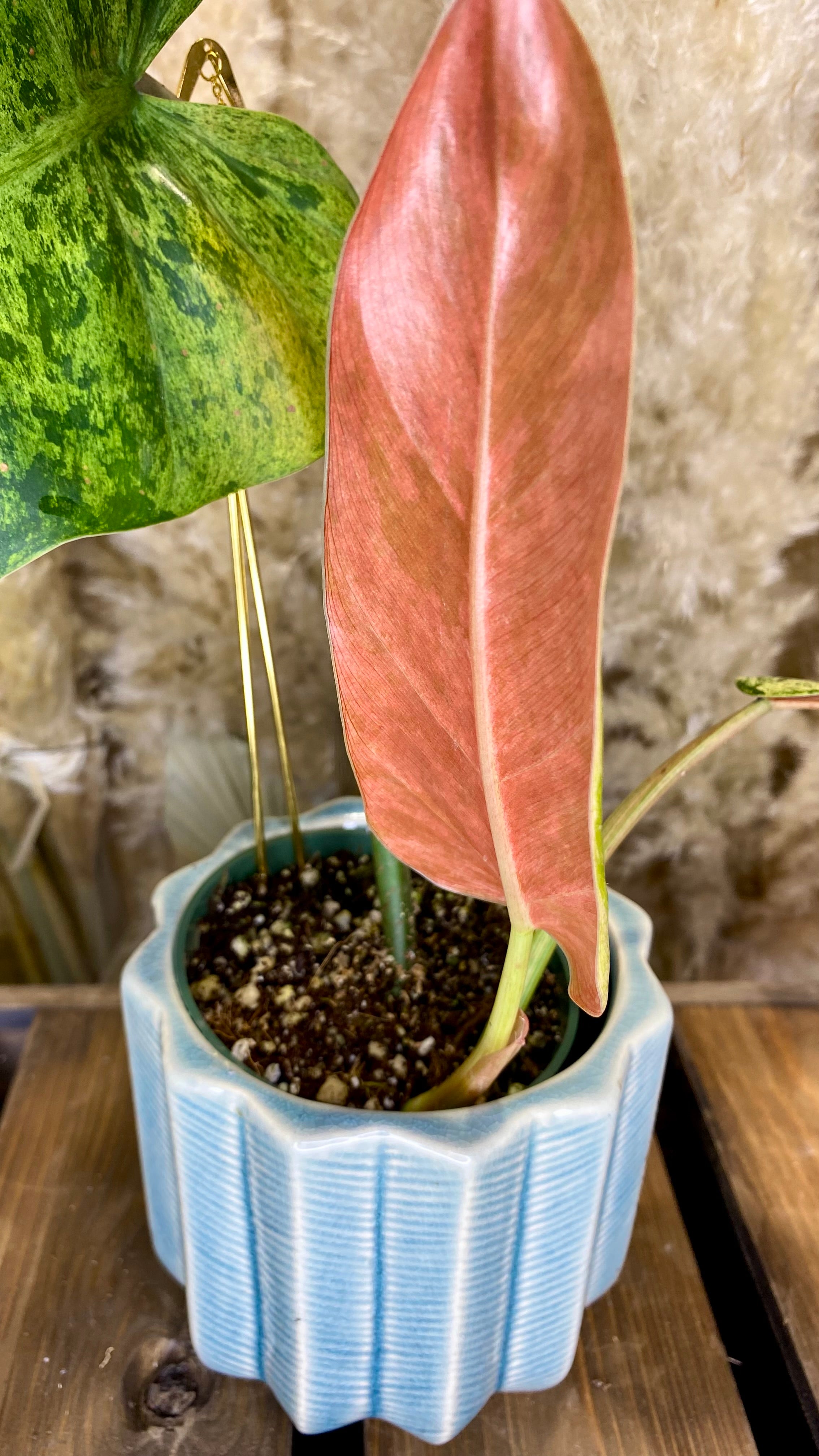 Philodendron Domesticum Marble Variegated (WP53)