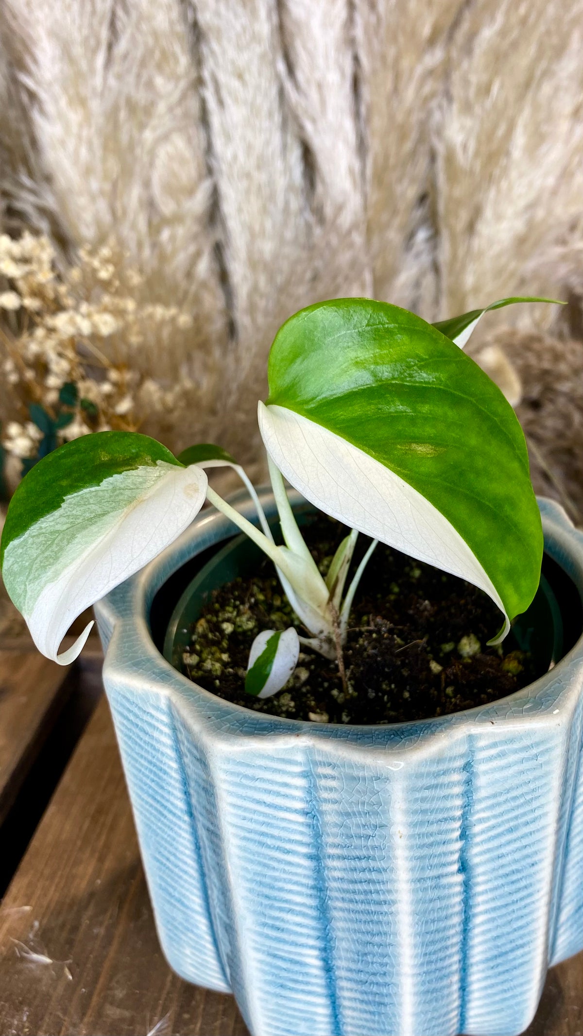Monstera Albo 4"