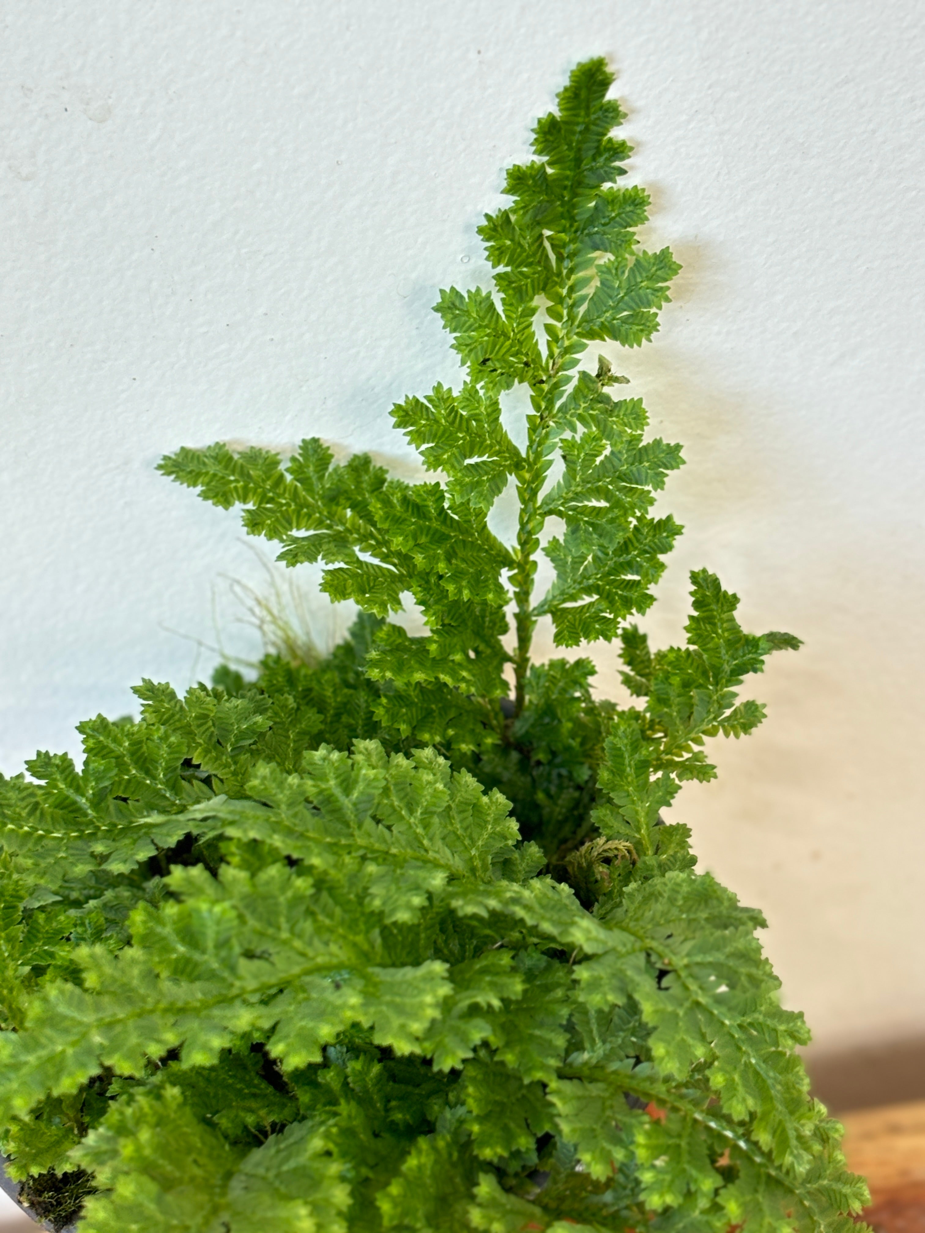 Selaginella Amazonia