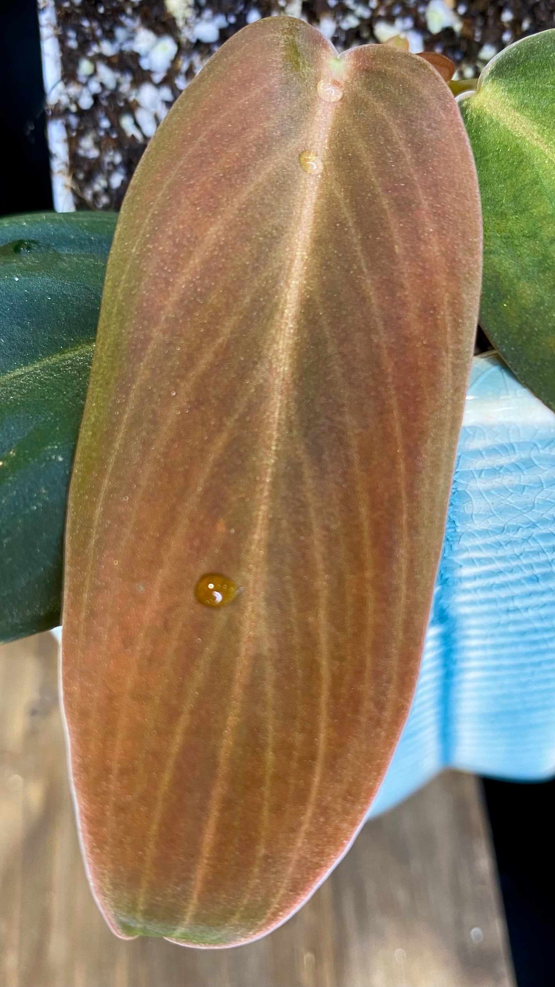 Philodendron Gigas (WP065)