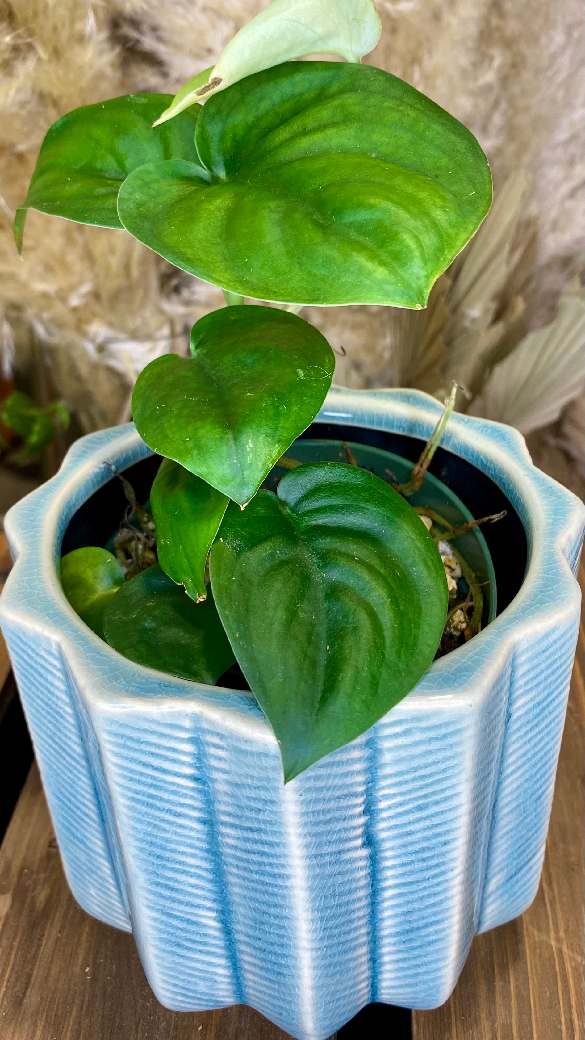 Scindapsus Jade Satin