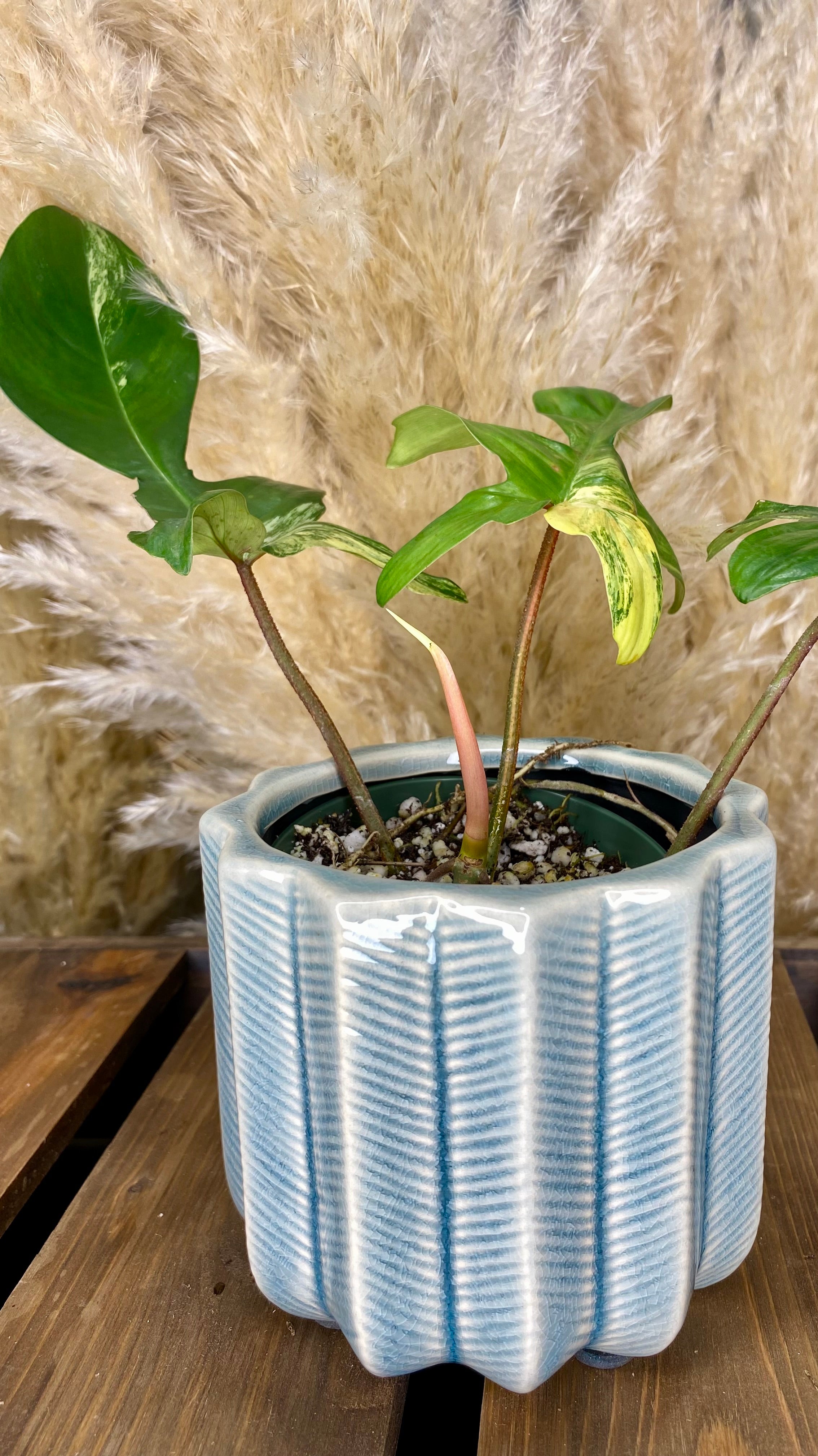 Philodendron Florida Beauty 4”
