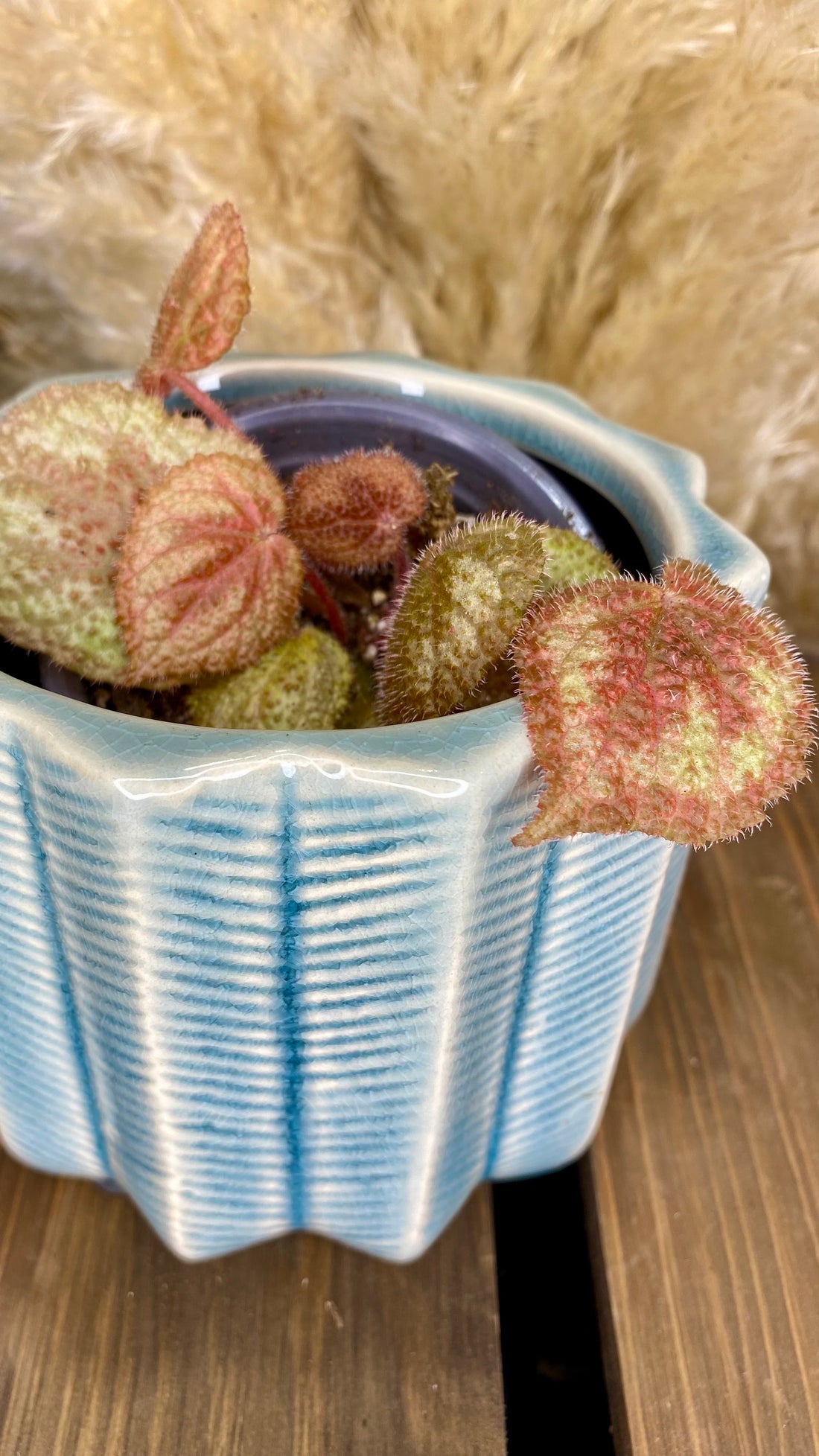 Begonia Iron Cross 4”