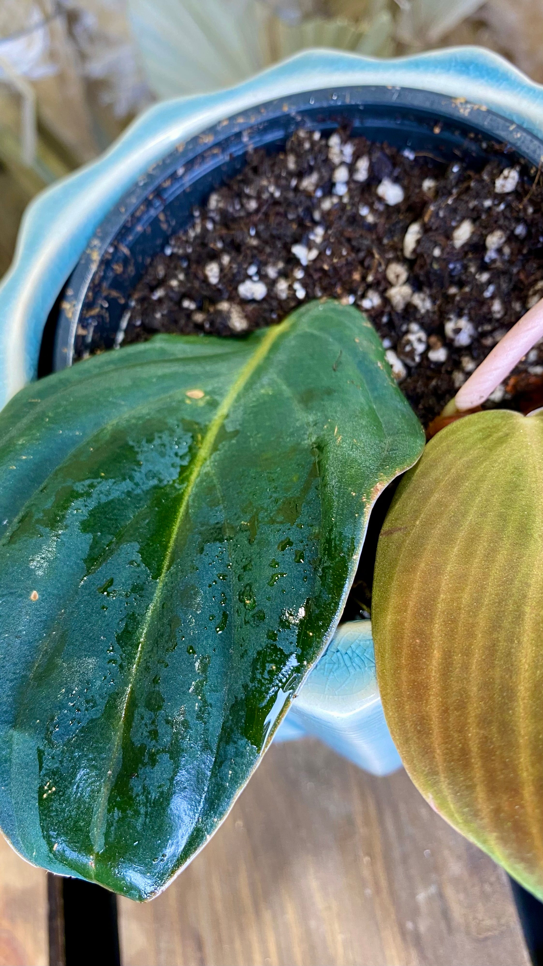 Philodendron Gigas (WP064)