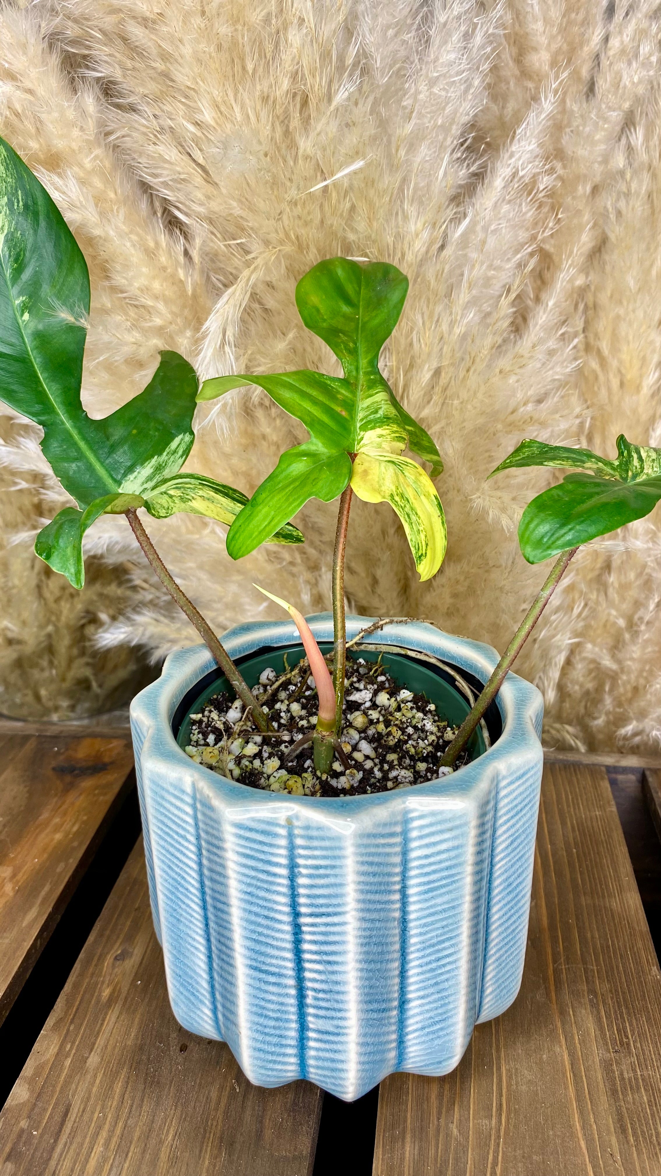 Philodendron Florida Beauty 4”