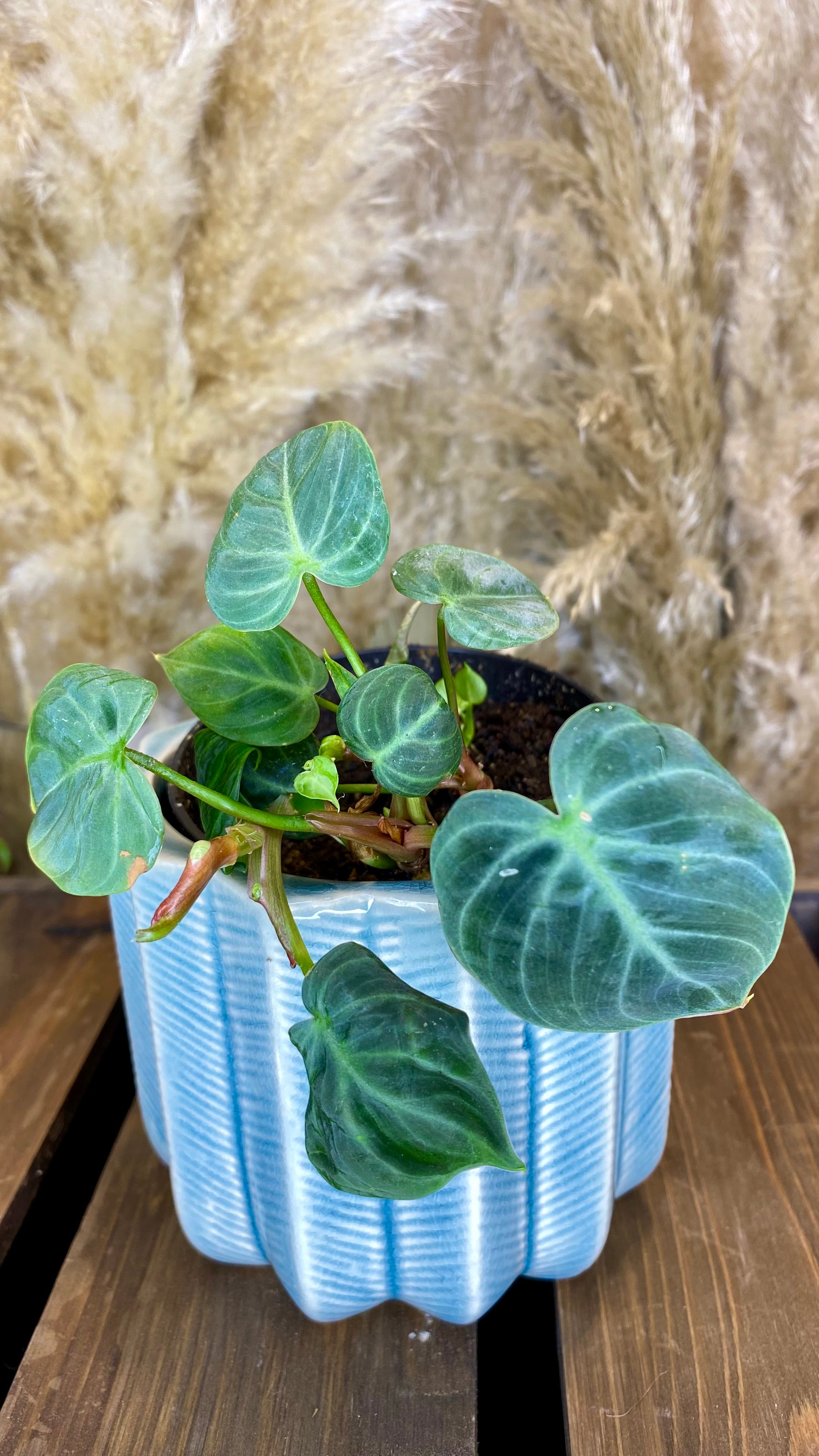 Philodendron El Choco Red 4"