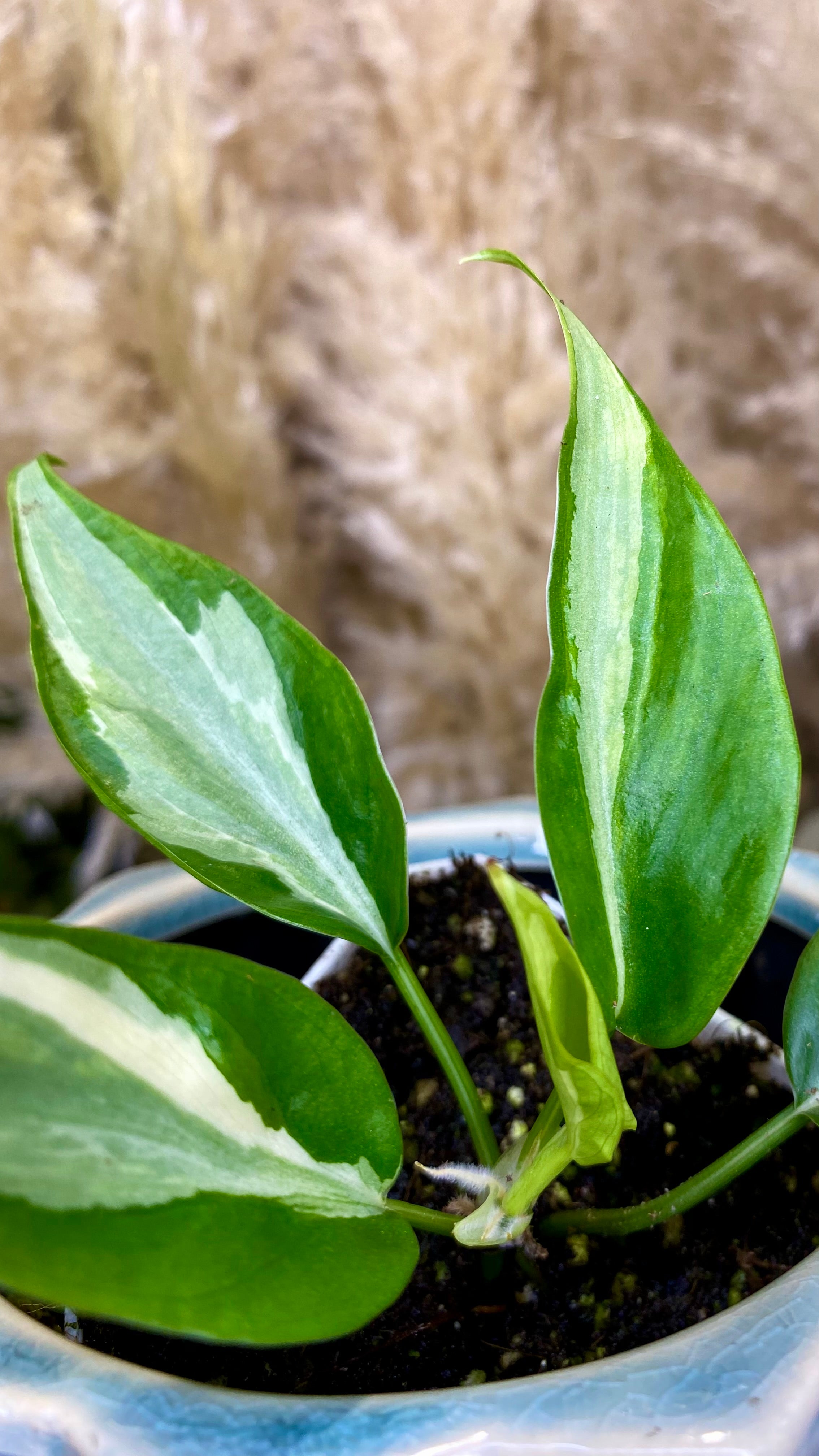 Philodendron Rio (WP058)