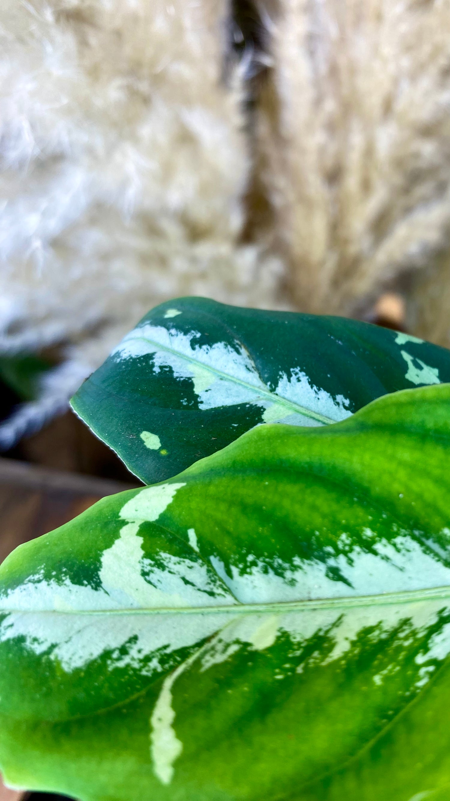 Aglaonema Pictum Tricolor 4"