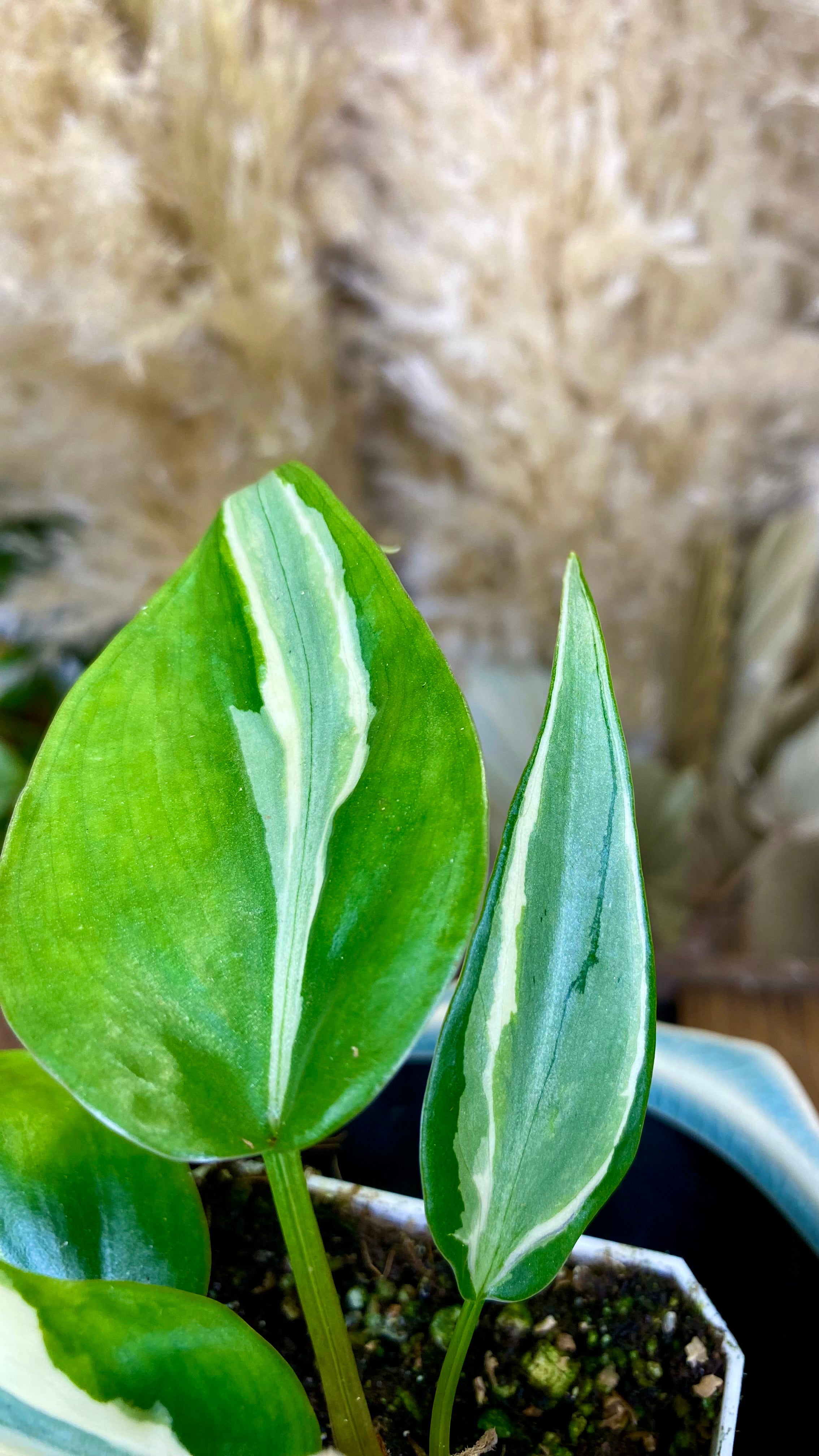 Philodendron Rio (WP055)