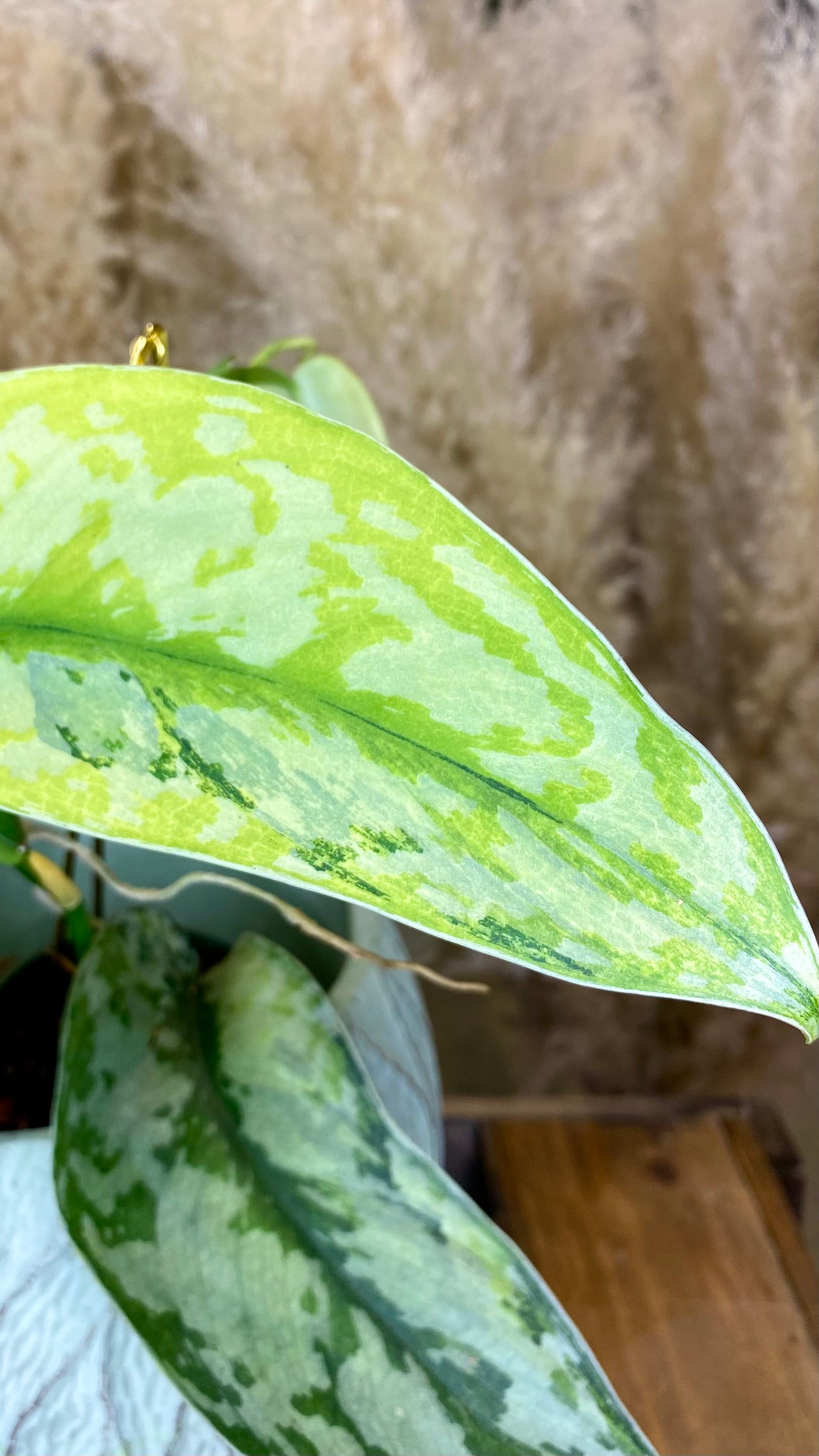 Scindapsus Lakambini Variegated (WS03)