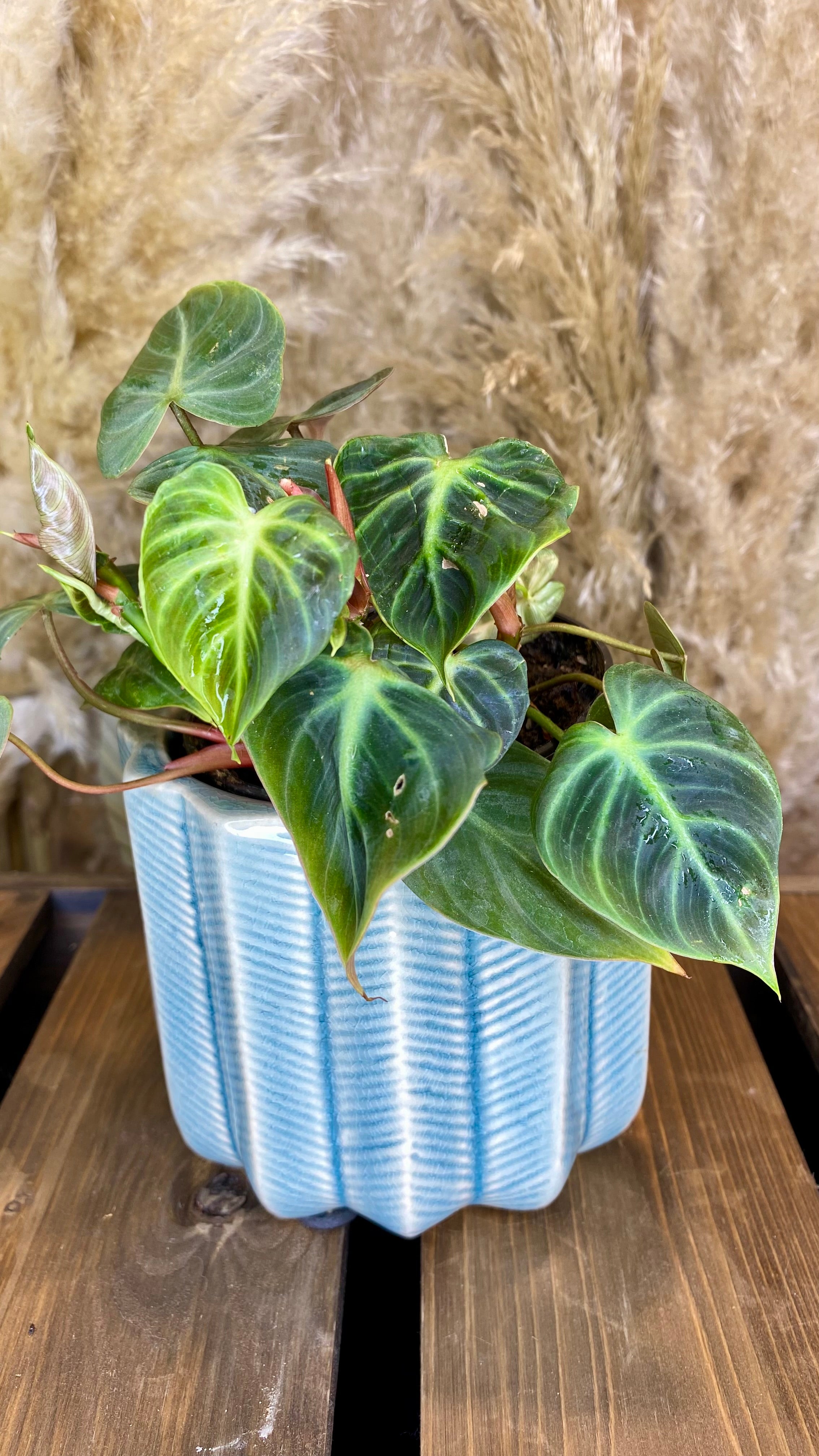 philodendron el choco red climber or crawler Philodendron El Choco Red 4" – Wilderly
