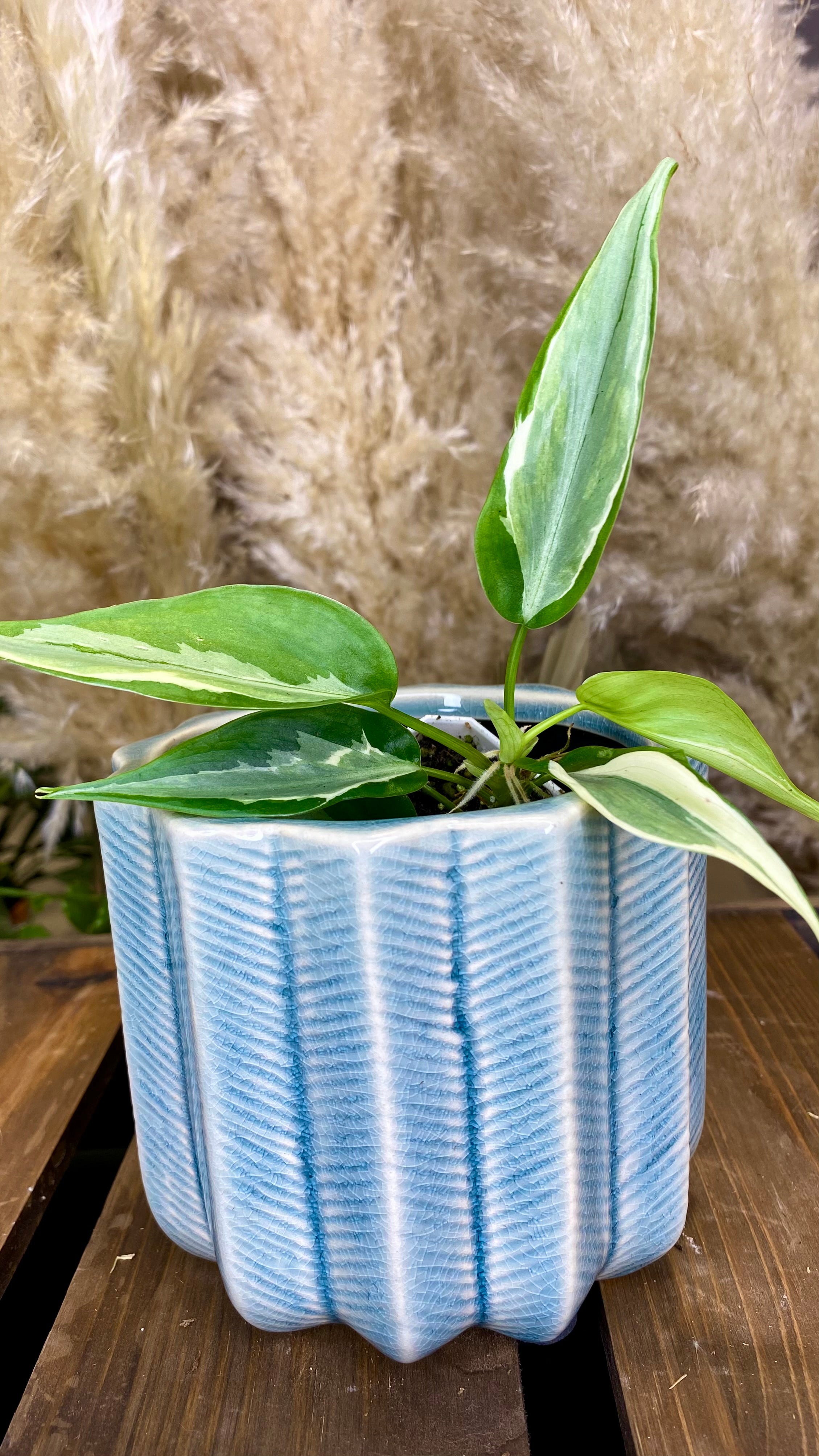 Philodendron Rio (WP057)