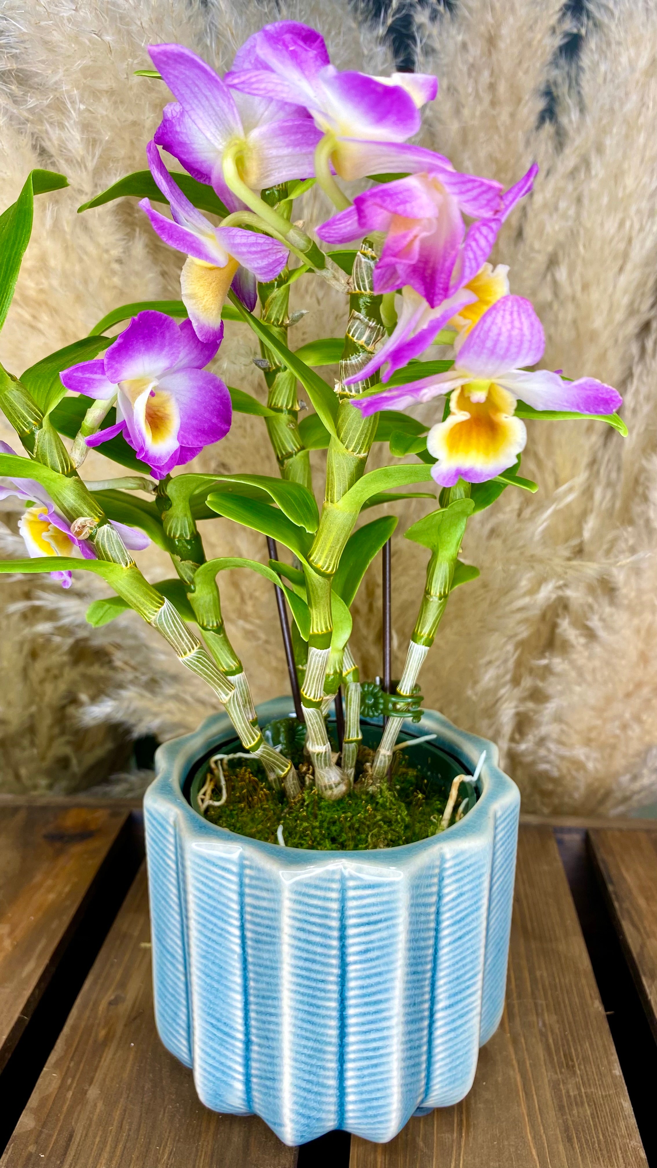Dendrobium Orchid 4” W15