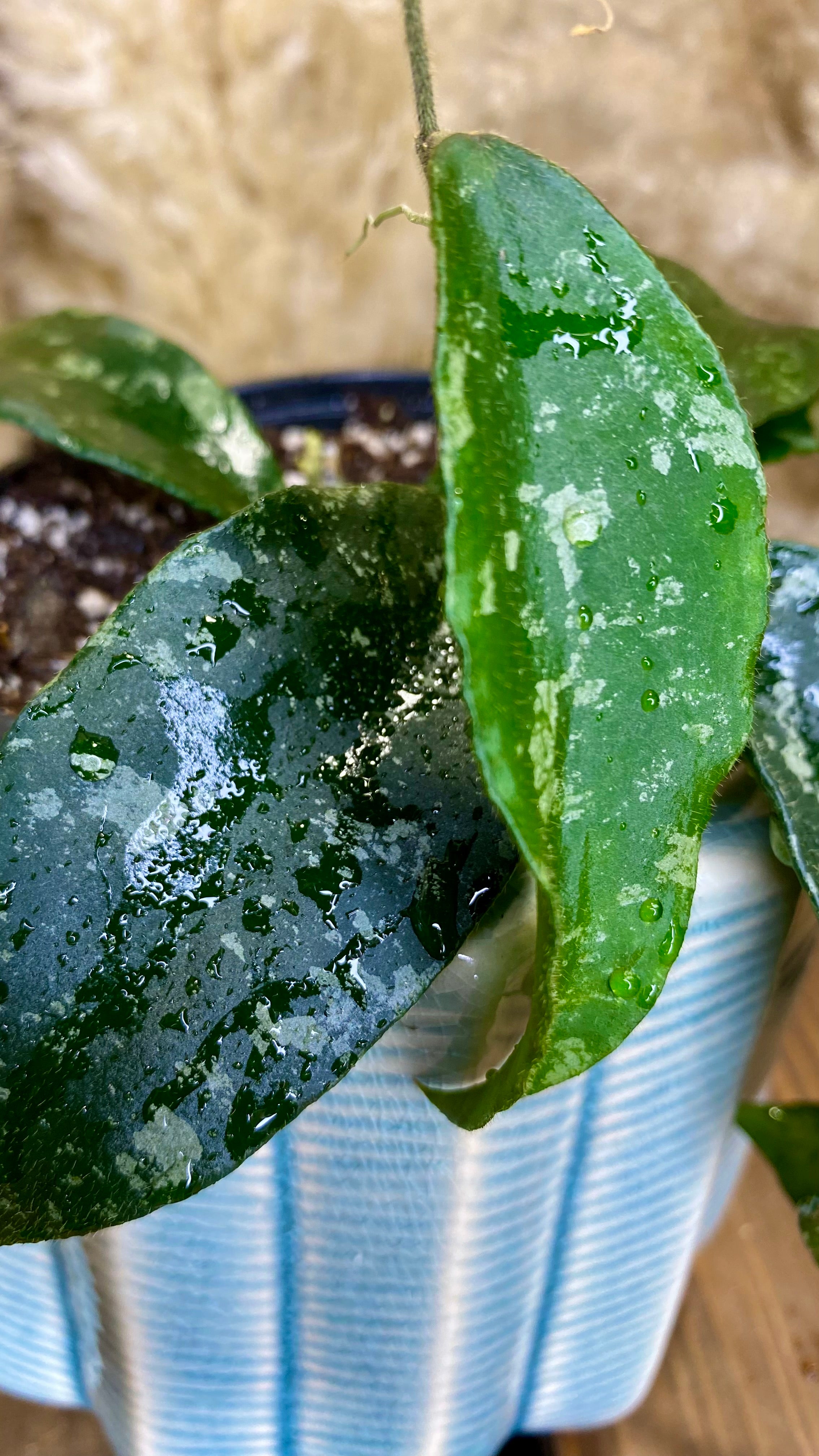 Hoya Phuwuaensis Splash