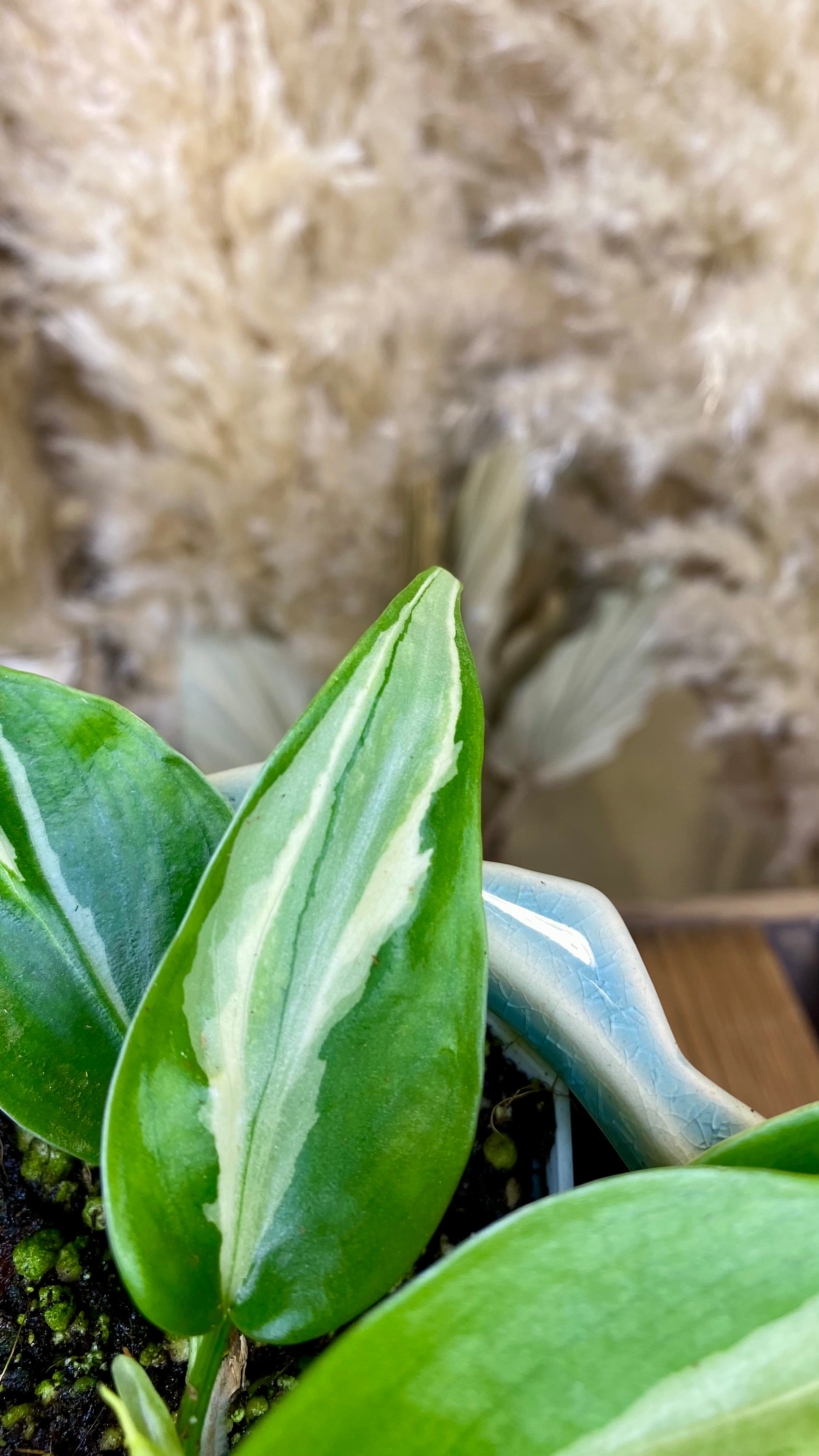 Philodendron Rio (WP060)