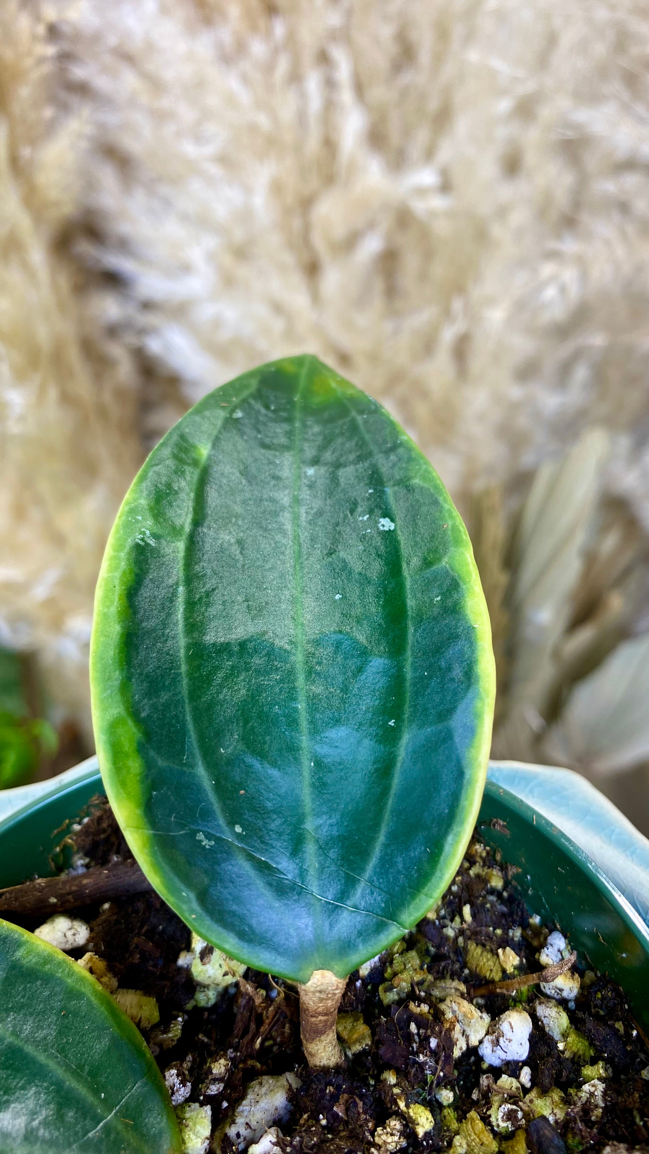 Hoya Macrophylla albomarginata