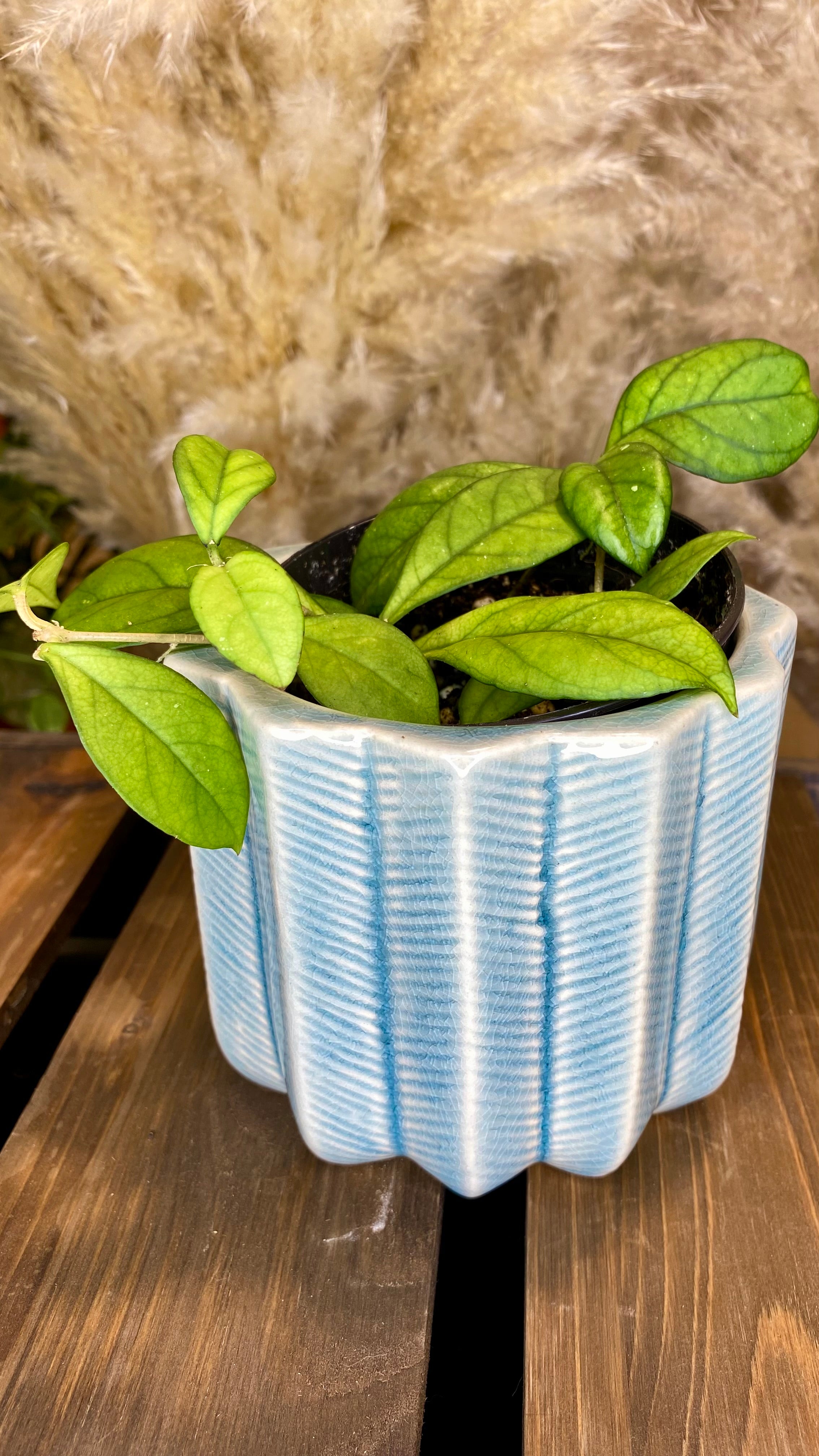 Hoya Crassipetiolata